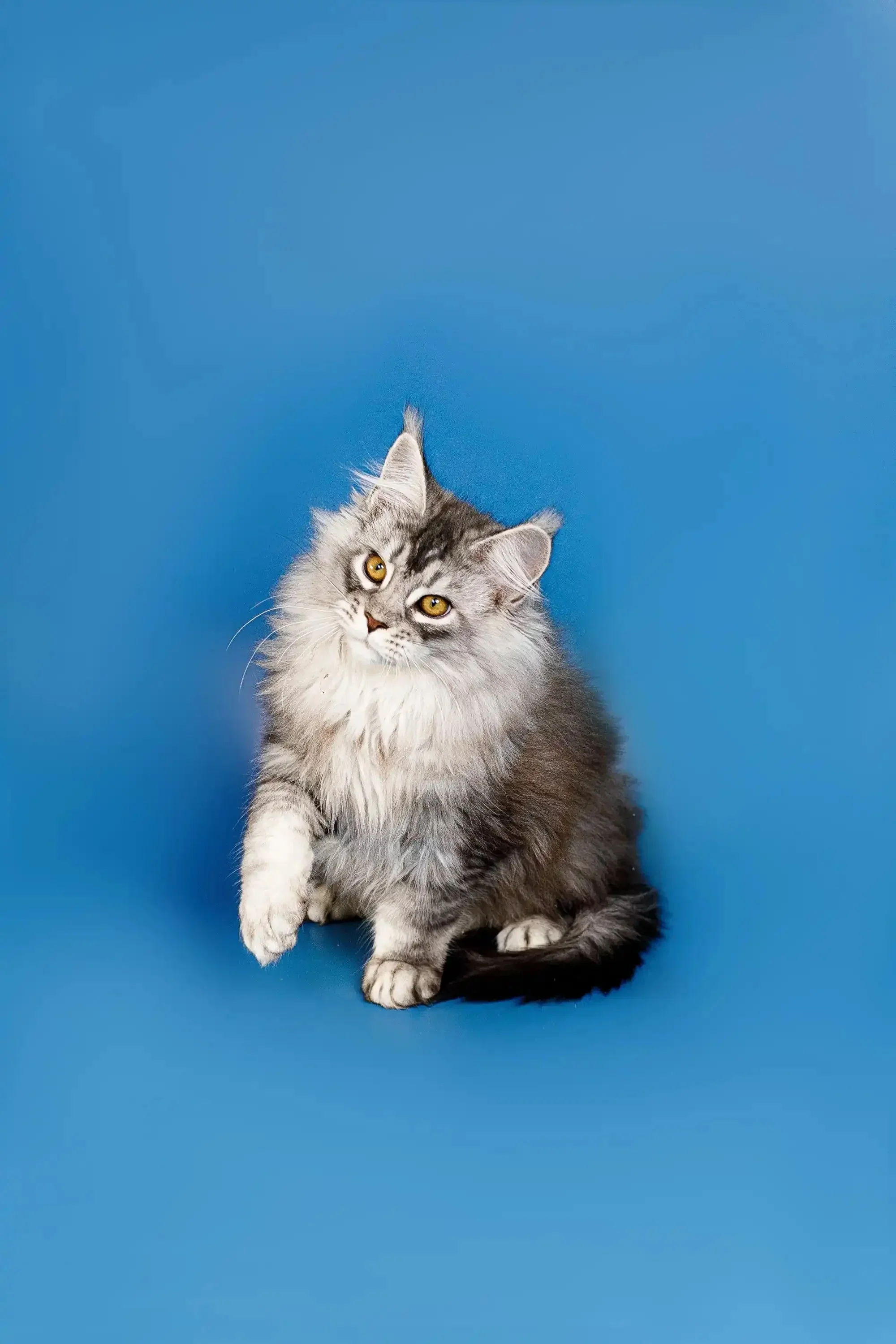 Dante | Maine Coon Kitten - Image 3