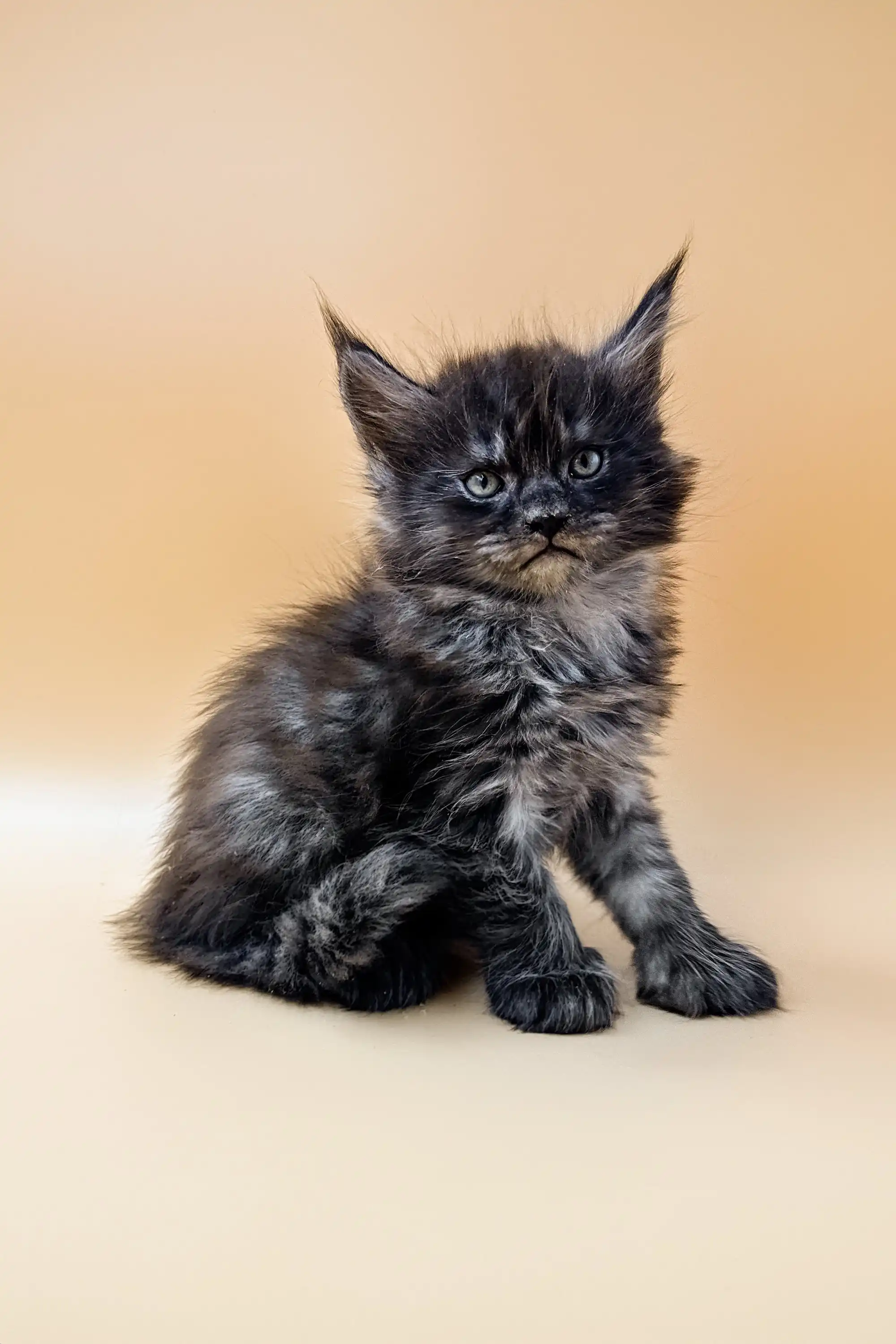Dantes | Polydactyl Maine Coon - Image 2