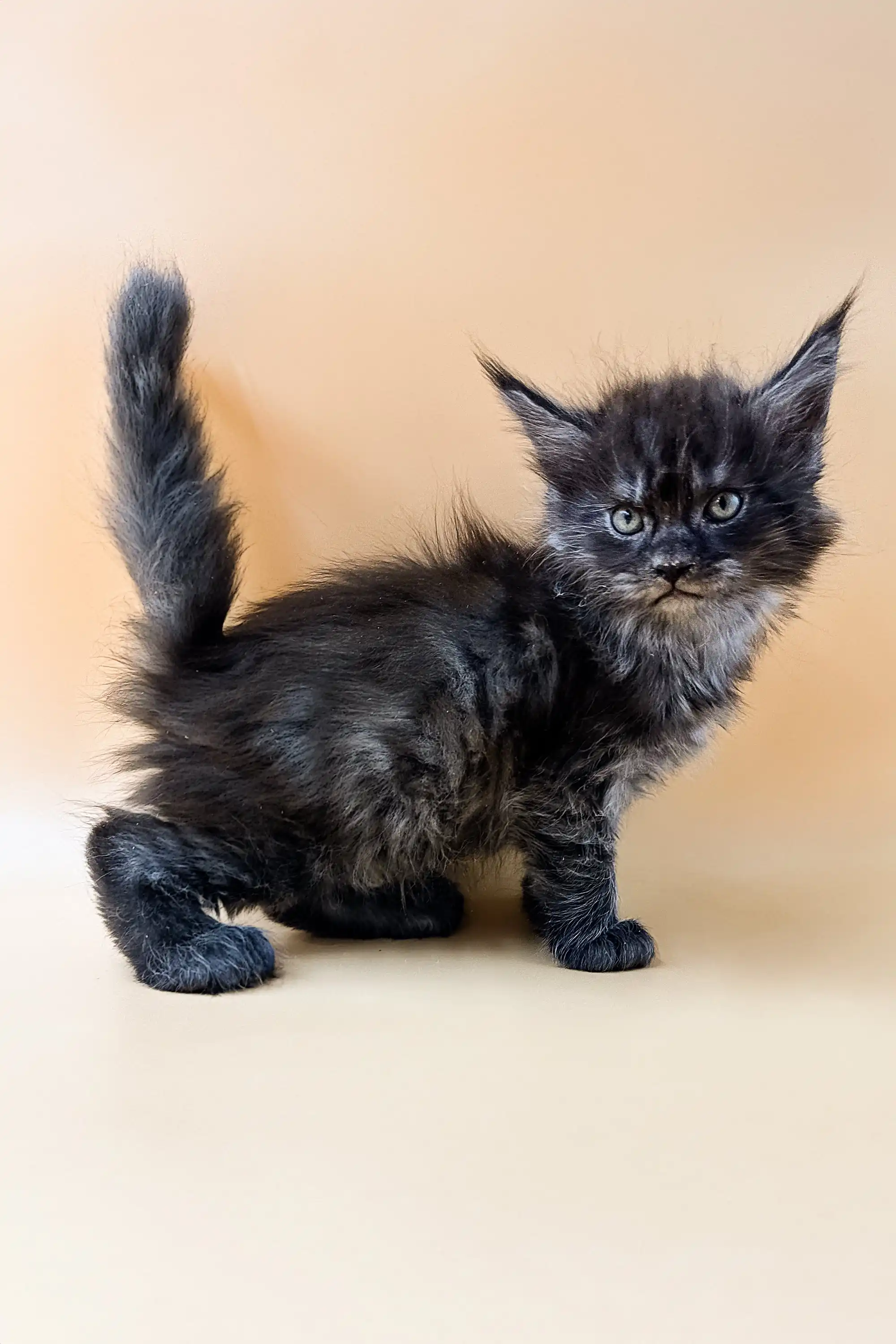 Dantes | Polydactyl Maine Coon - Image 6