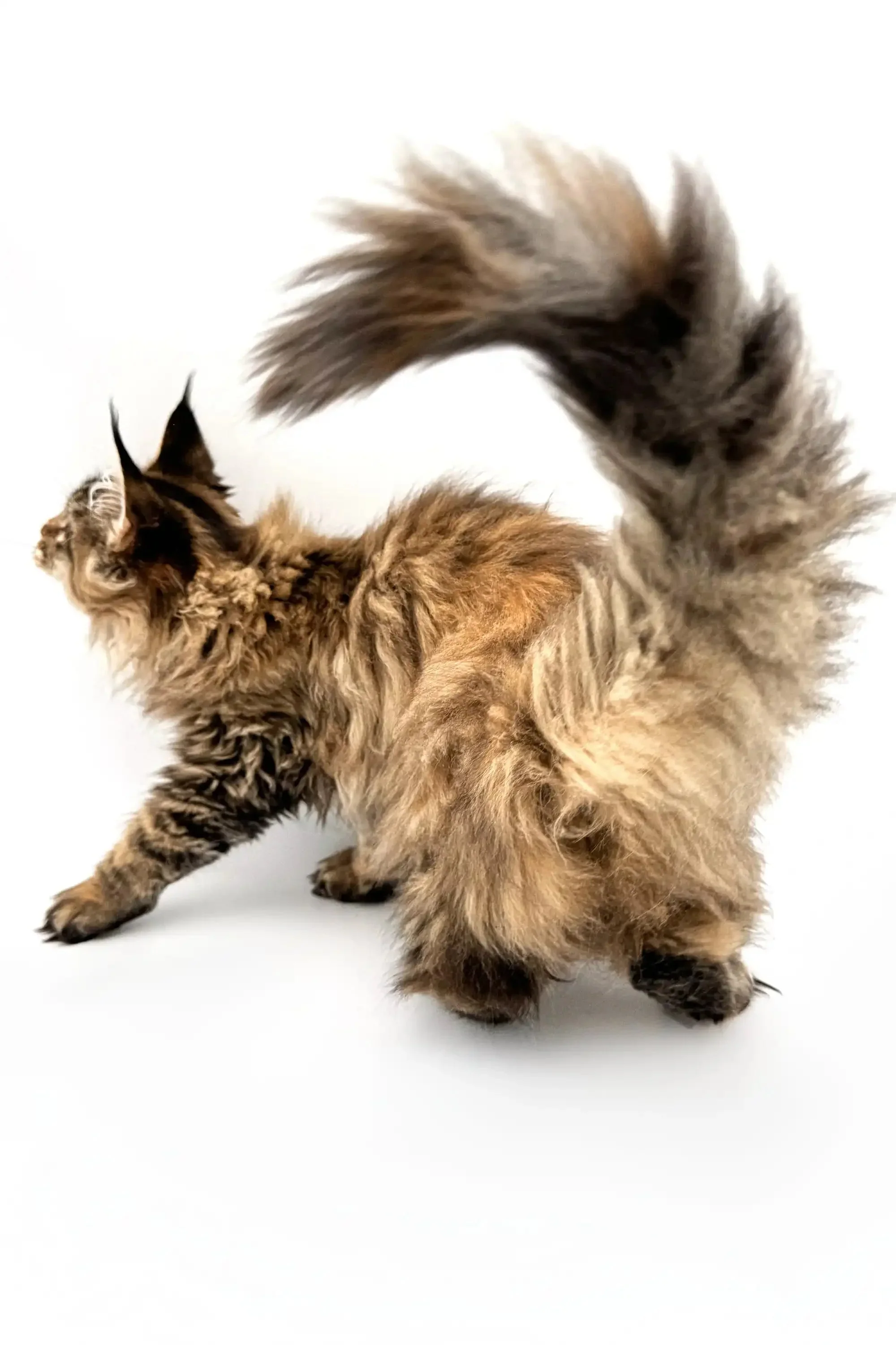 Daphna  | Maine Coon Kitten - Image 5
