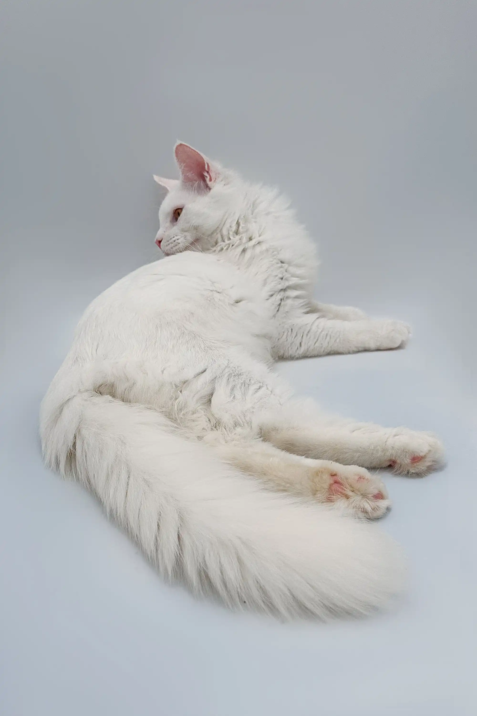 Darcy | Maine Coon Kitten - Image 2