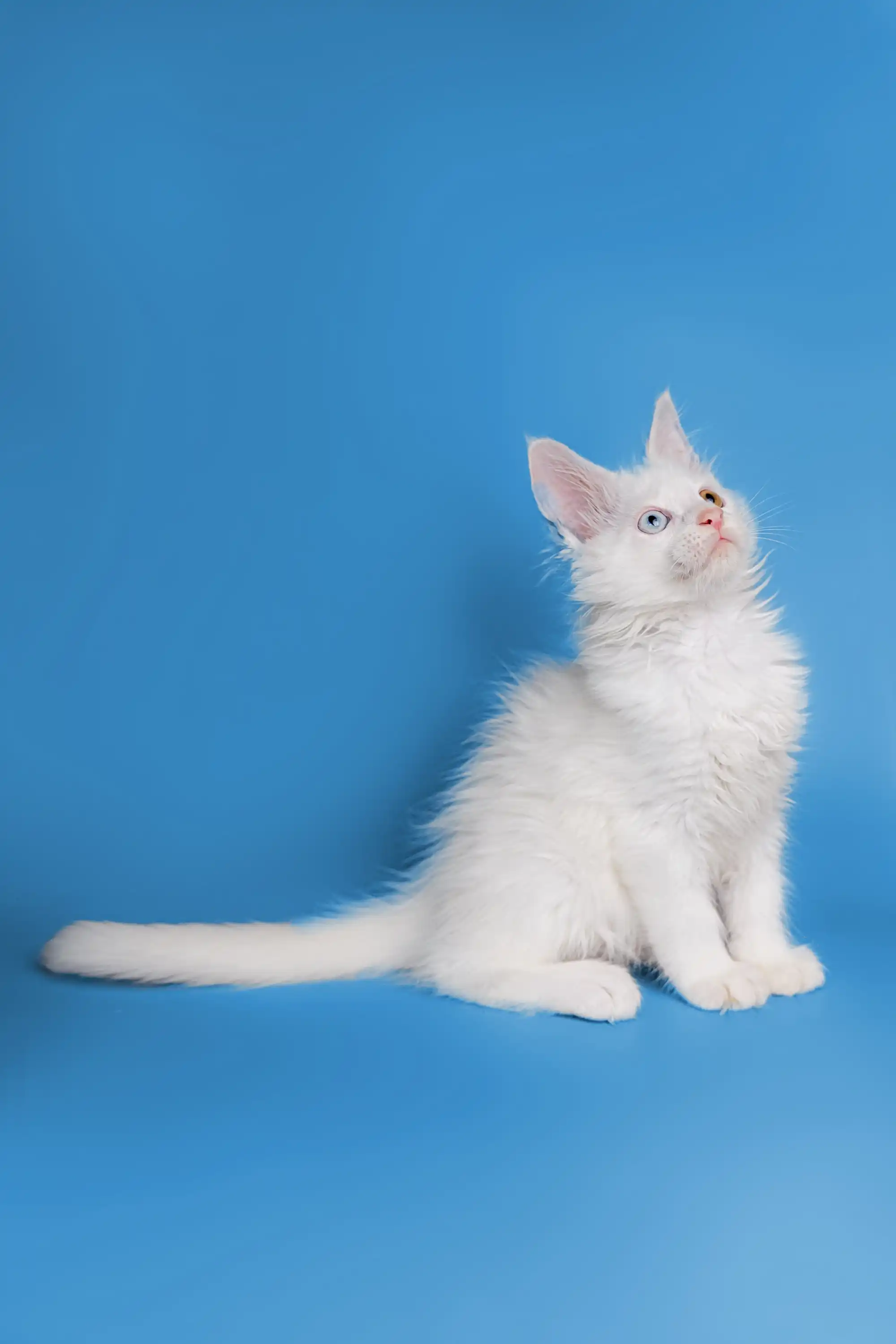 Darcy | Maine Coon Kitten - Image 24