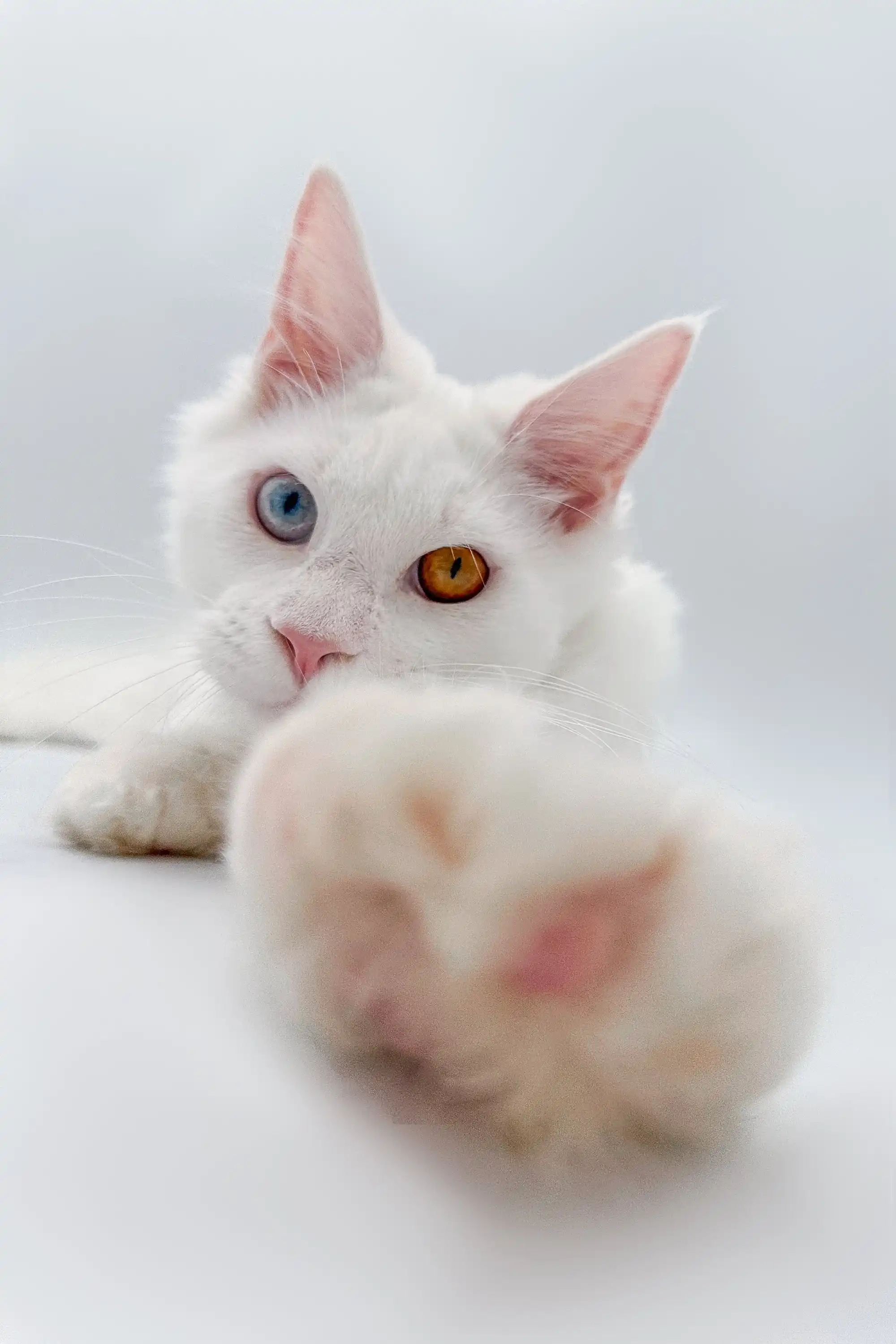 Darcy | Maine Coon Kitten - Image 3