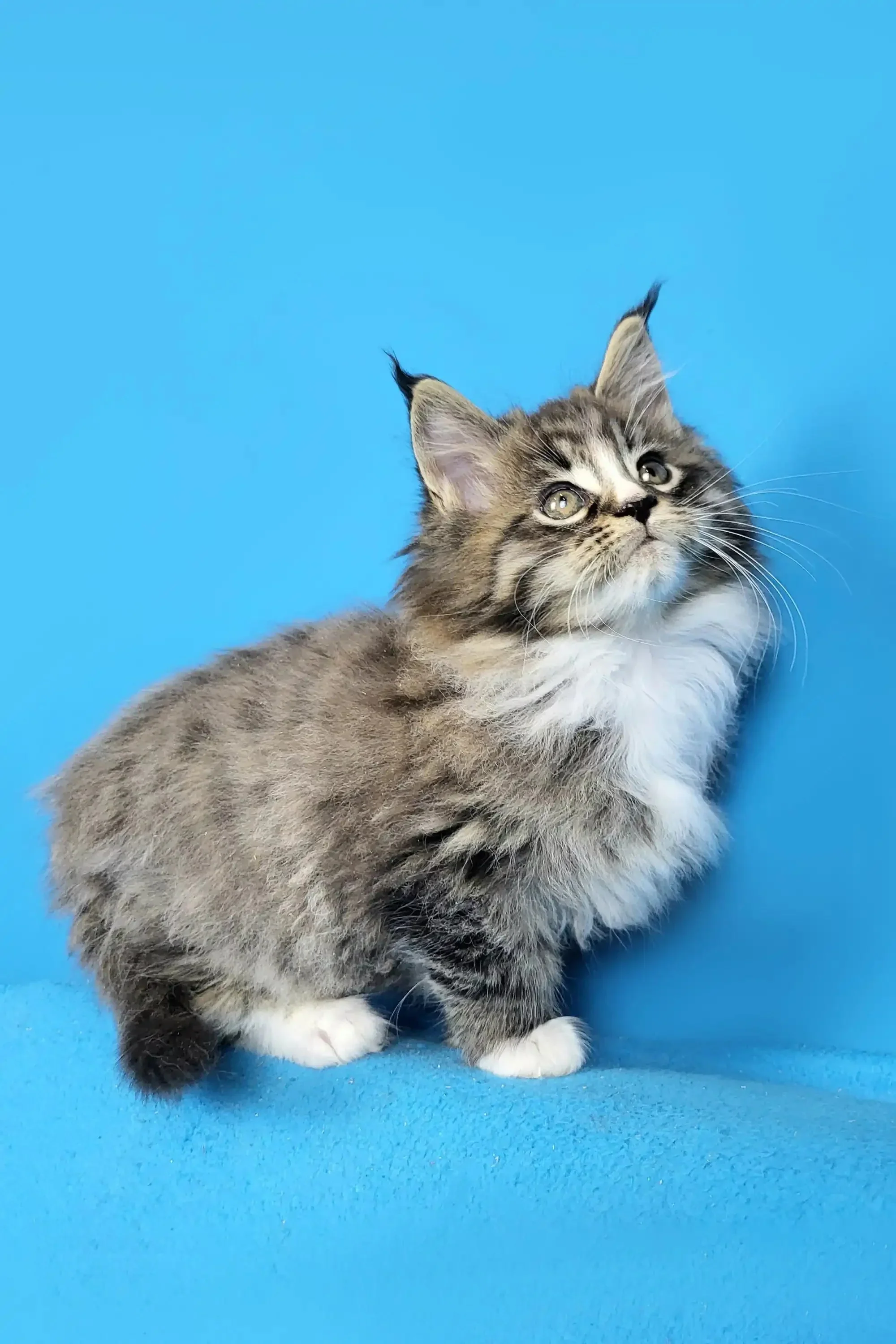 Darling | Maine Coon Kitten - Image 4