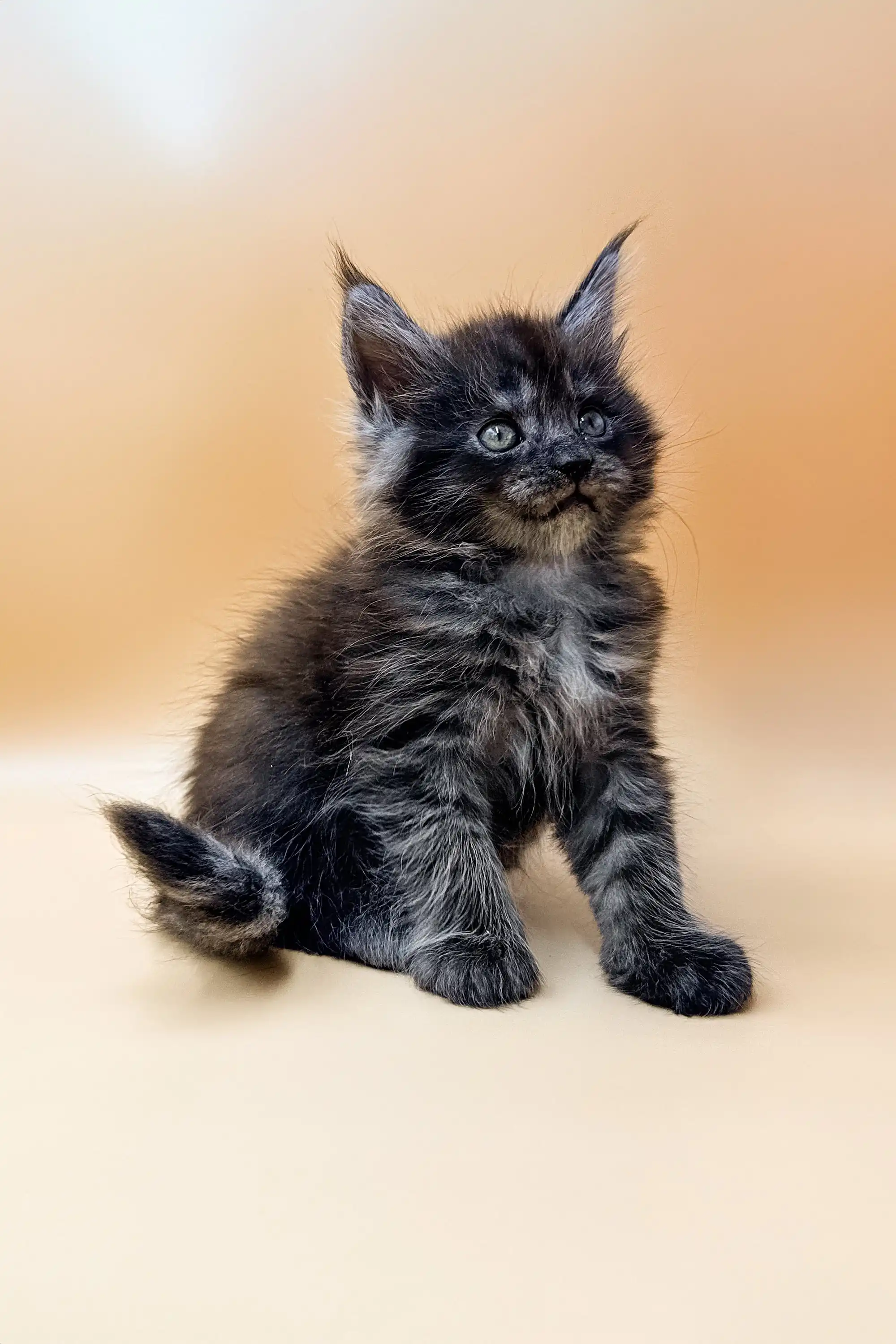 Dasha | Maine Coon Kitten - Image 5