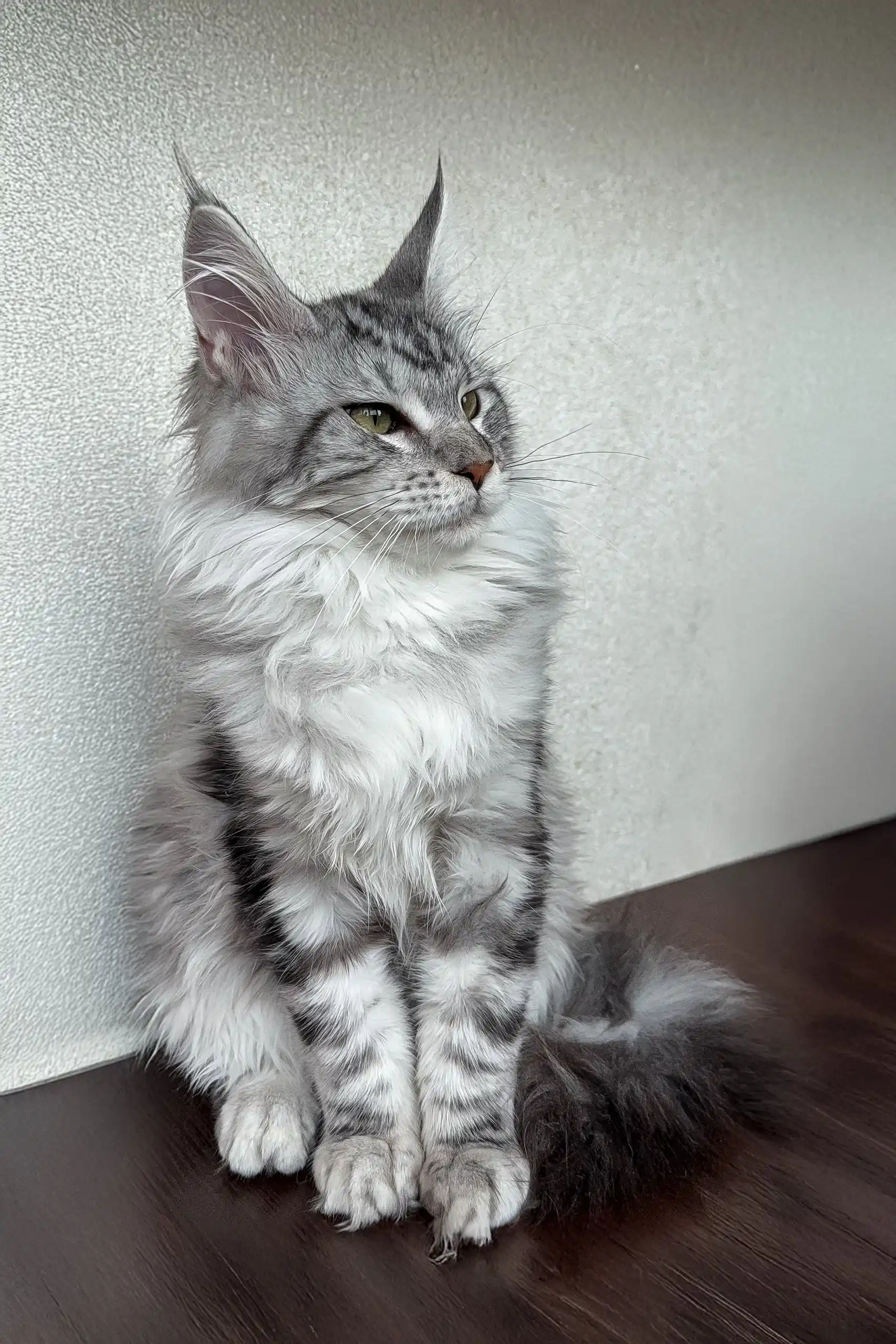 Dasha | Maine Coon Kitten - Image 3