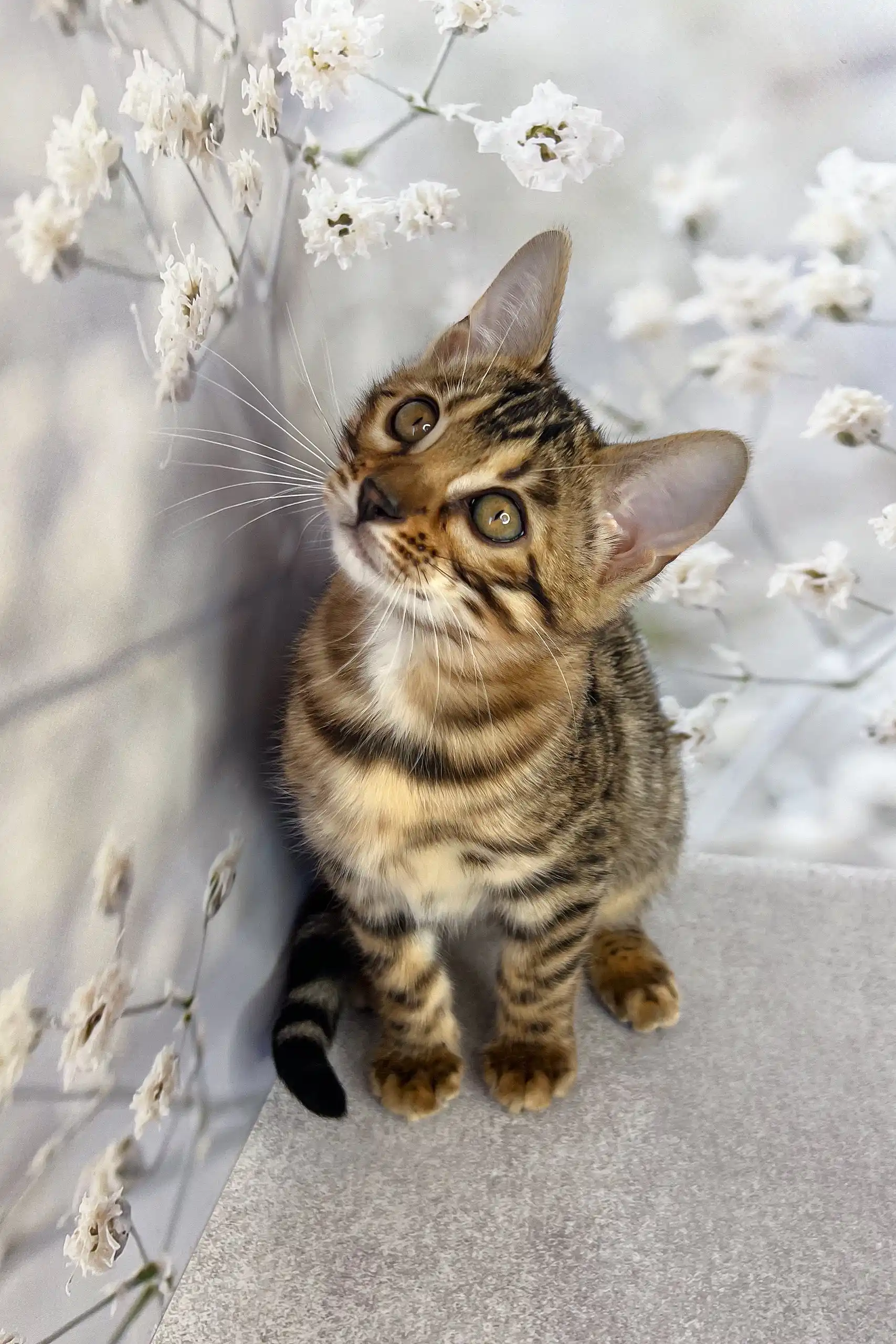 Daisa | Bengal Kitten - Image 5