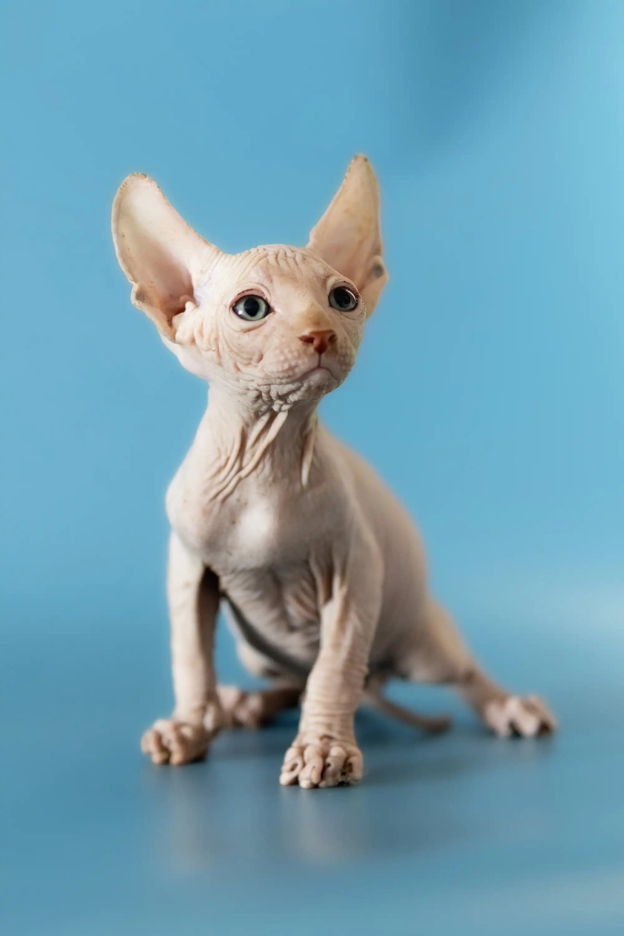 David | Canadian Sphynx Kitten - Image 3