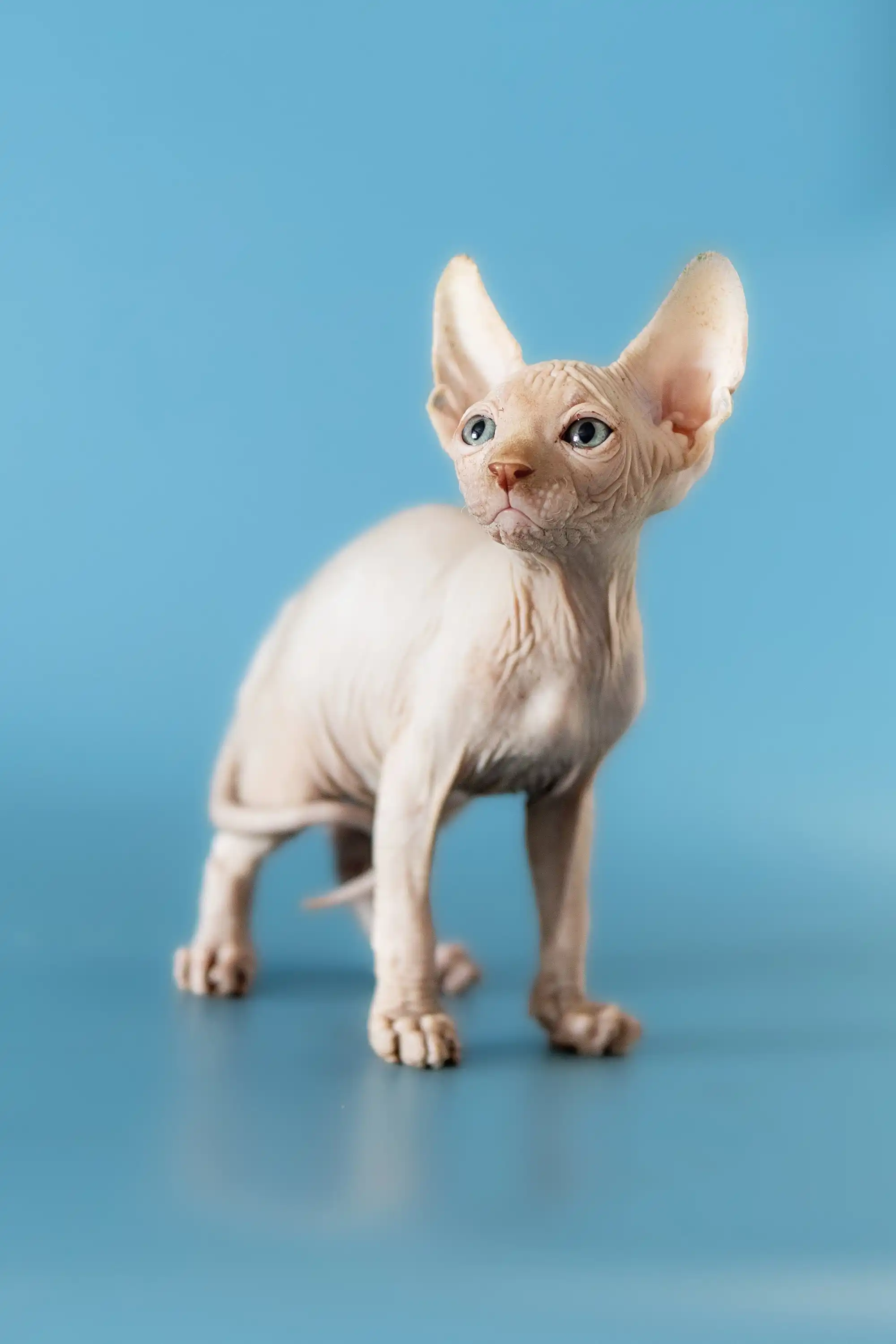 David | Canadian Sphynx Kitten - Image 8