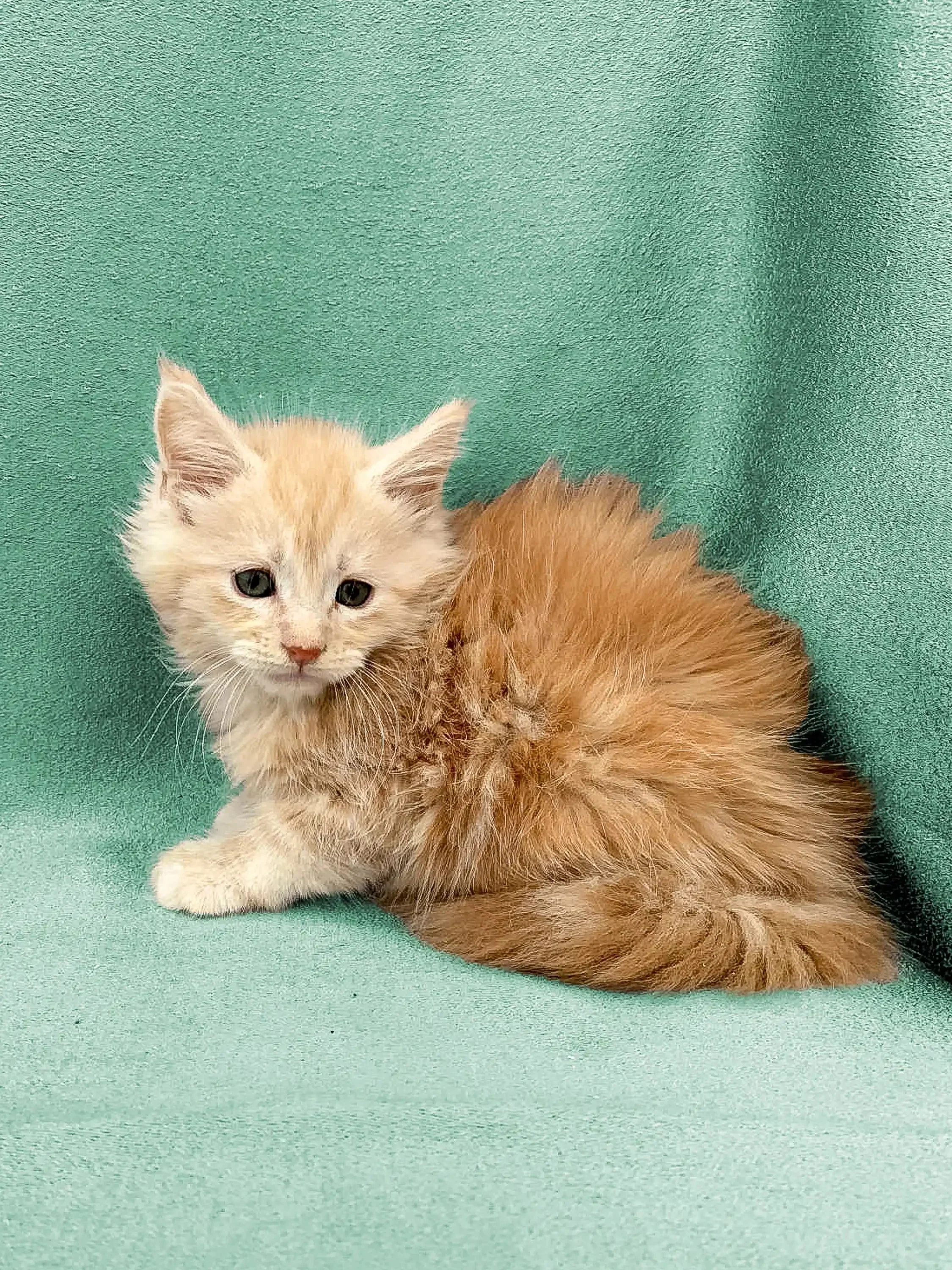 Dax | Maine Coon Kitten - Image 3