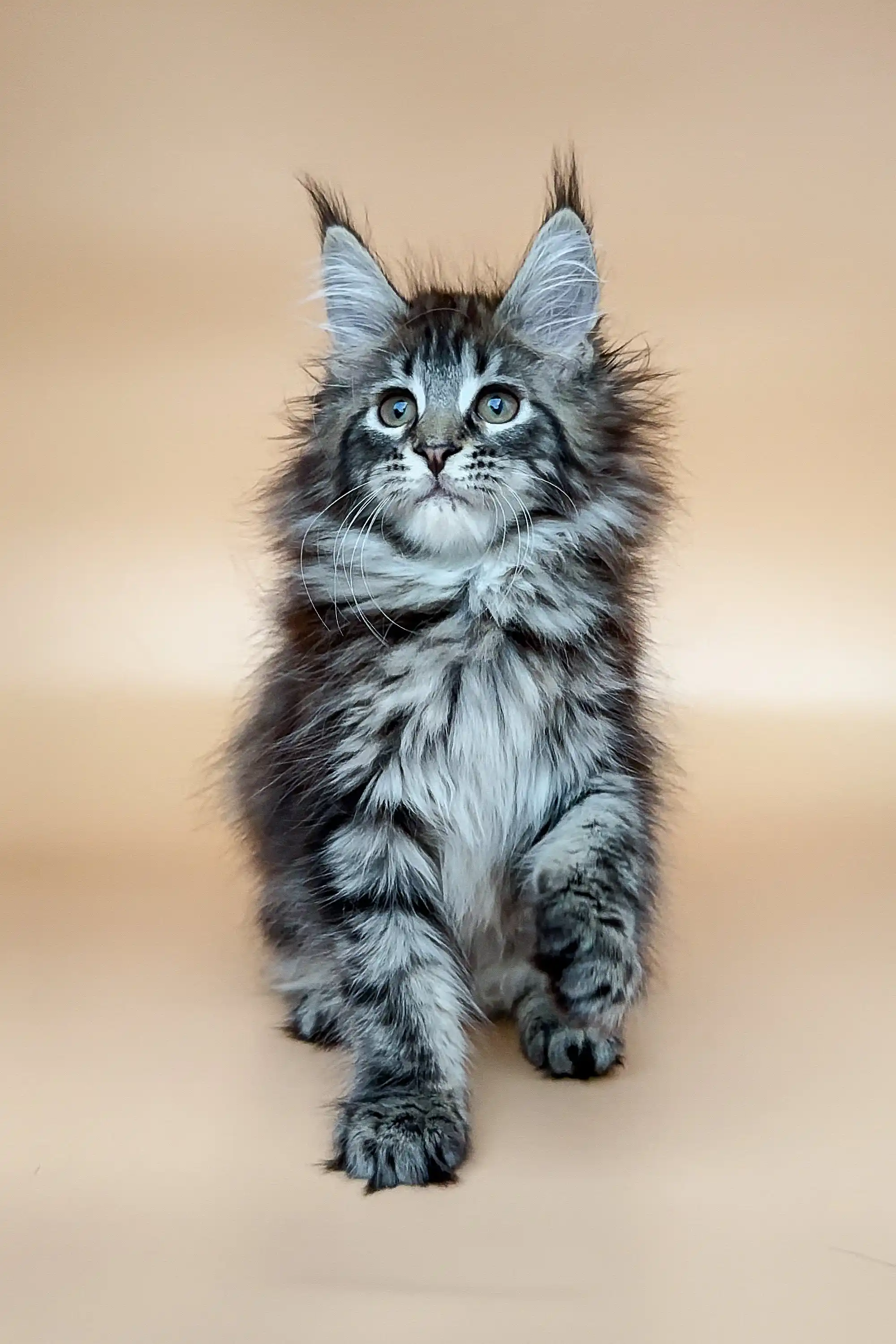 Dayana | Maine Coon Kitten - Image 4