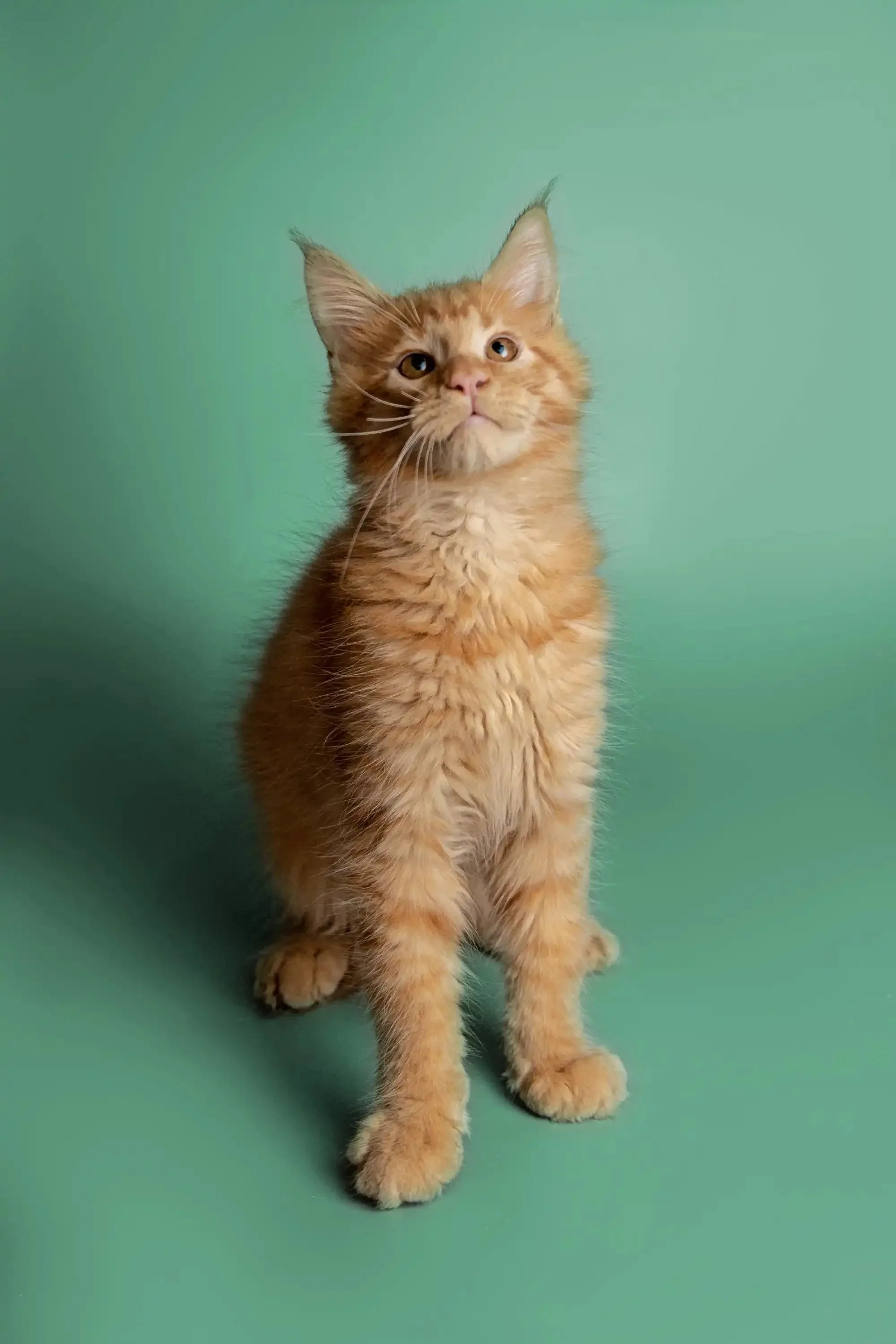 Daytona | Maine Coon Kitten - Image 13