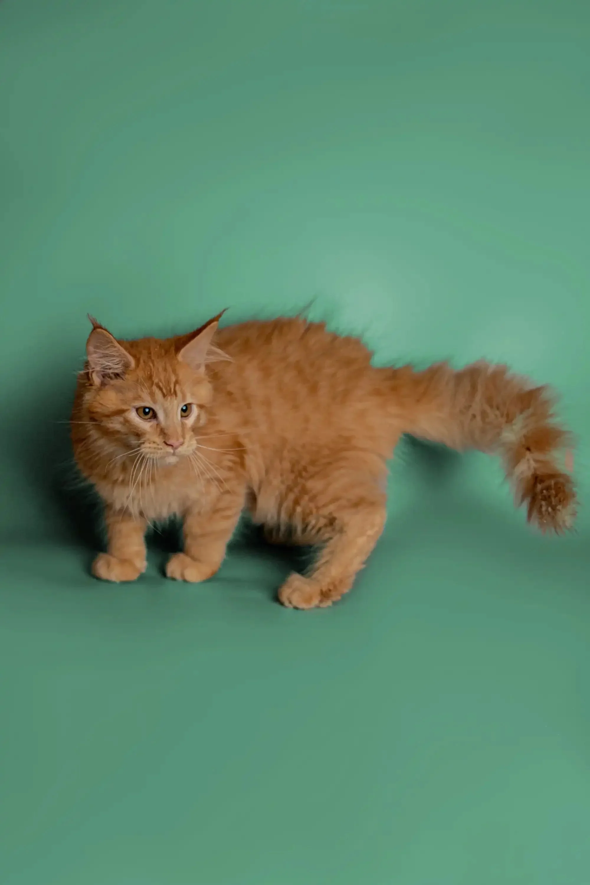 Daytona | Maine Coon Kitten - Image 3