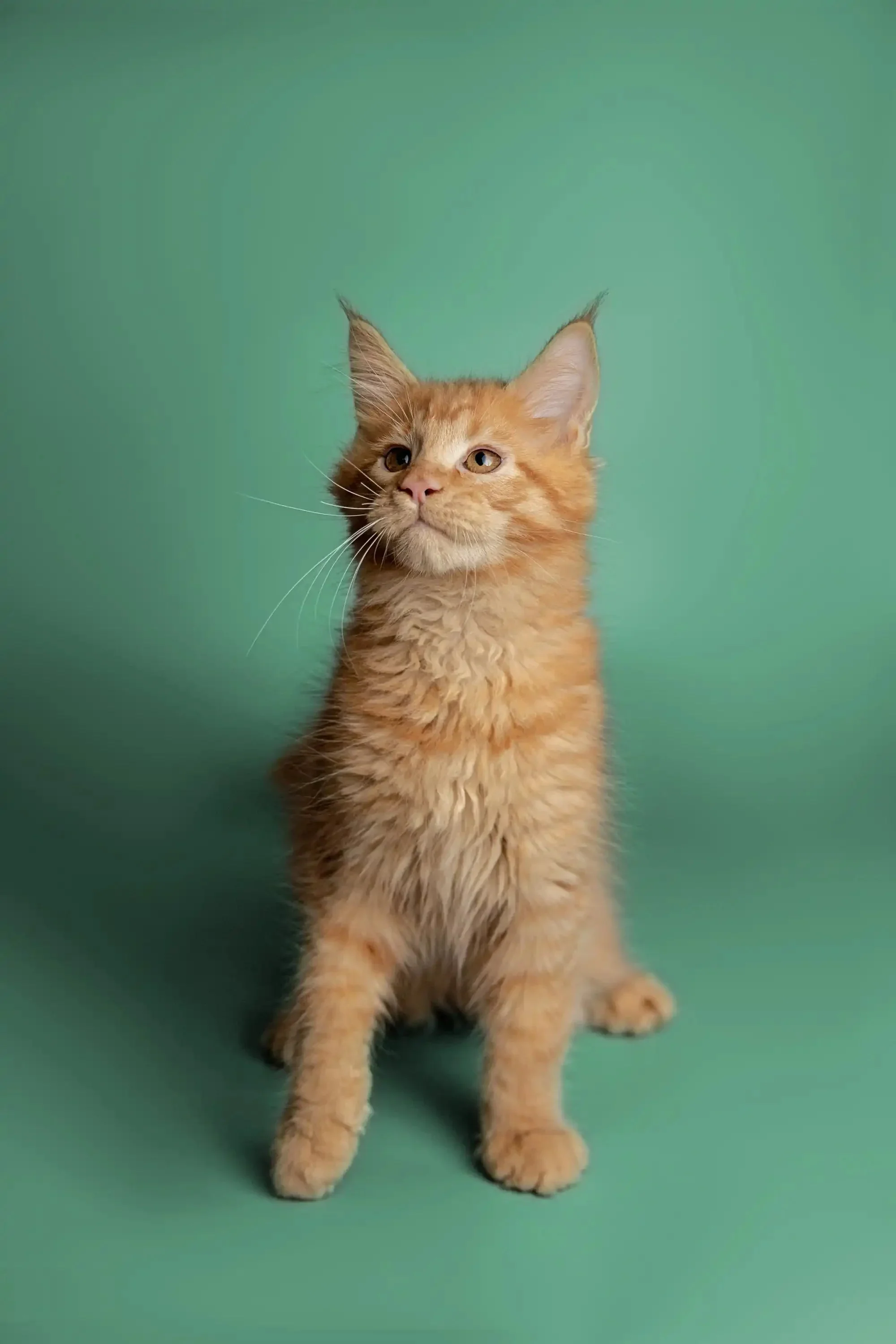 Daytona | Maine Coon Kitten - Image 4