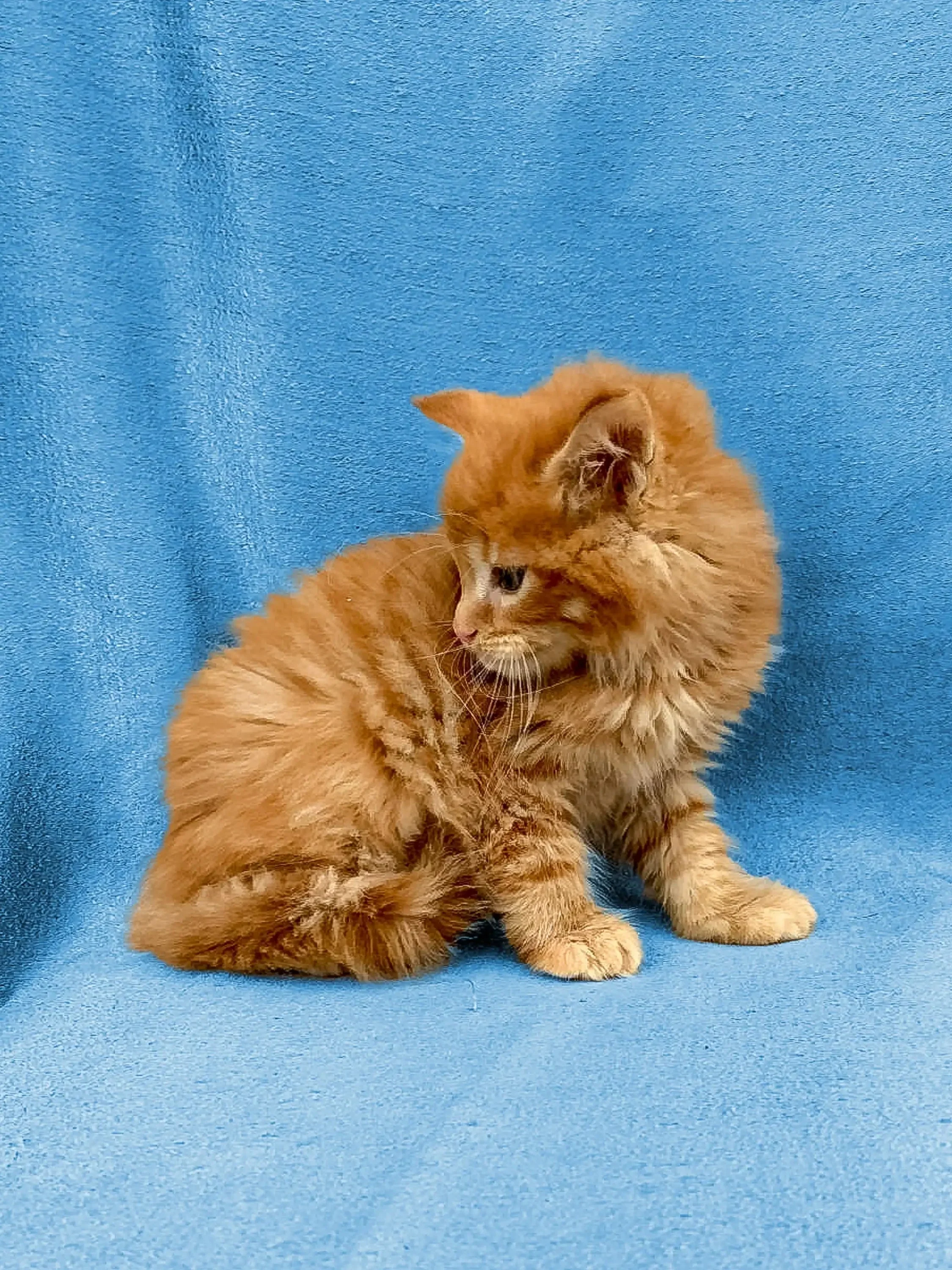 Daytona | Maine Coon Kitten - Image 9