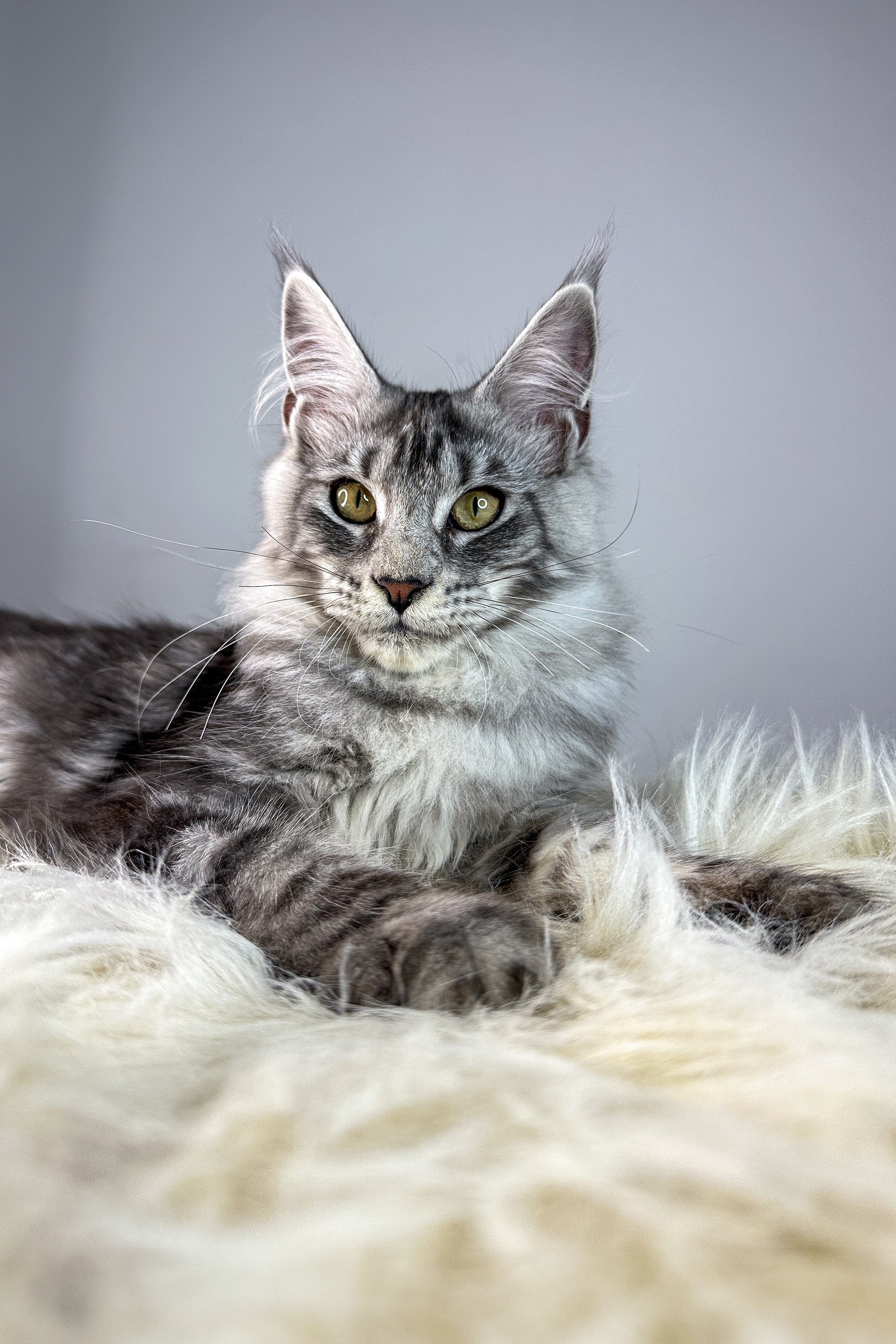 Debora | Maine Coon Kitten - Image 6