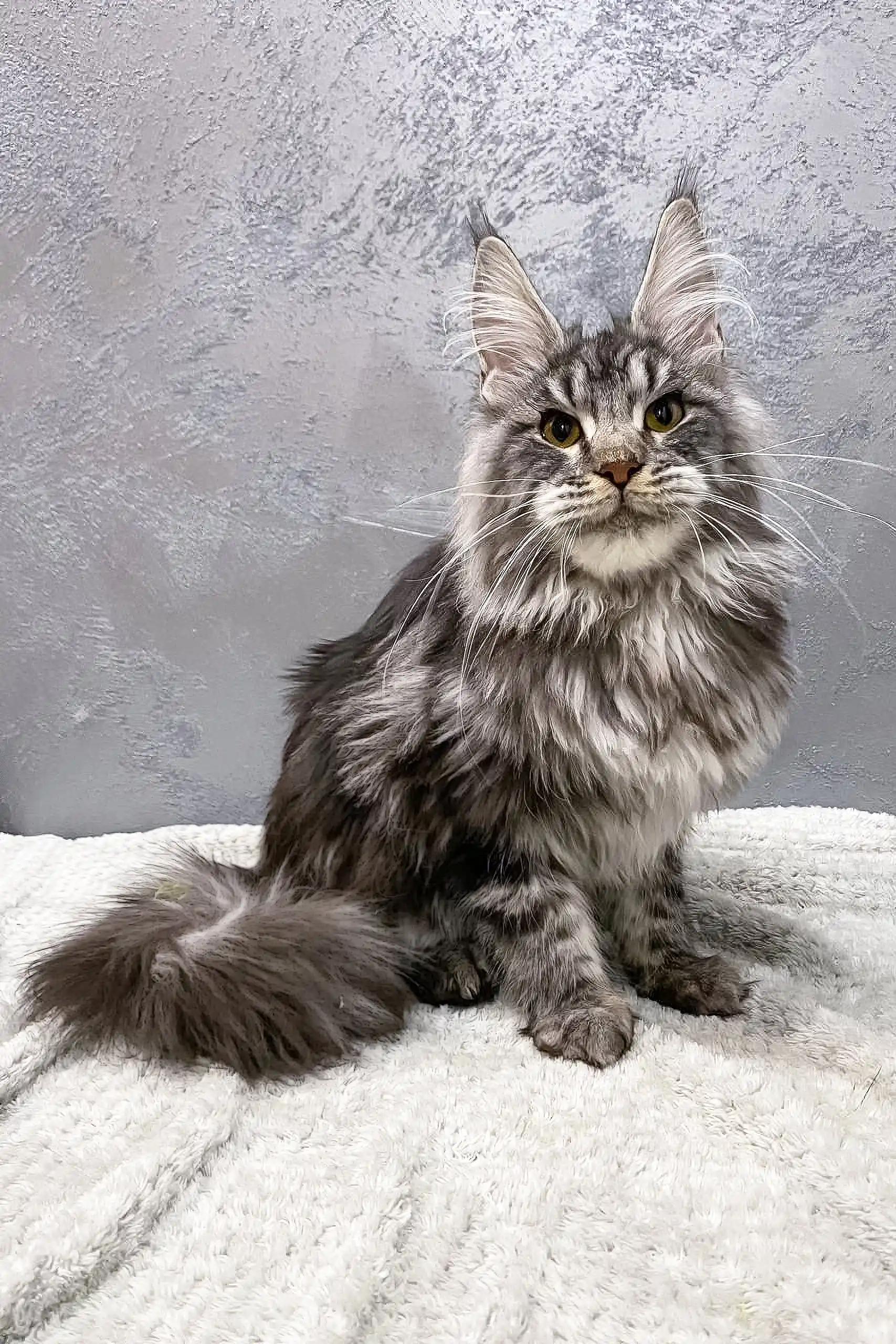 Debut | Maine Coon Kitten - Image 4