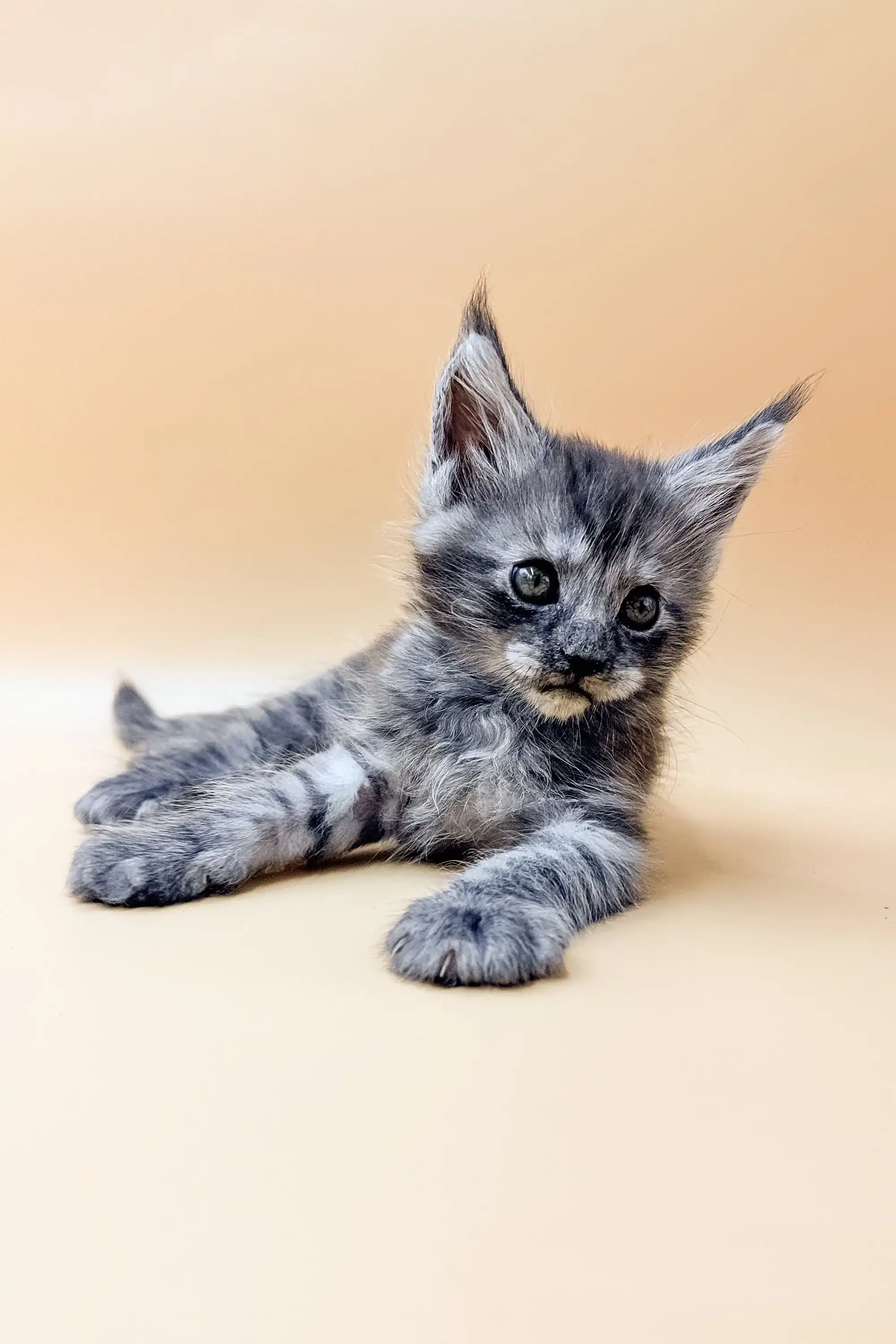 Dekster | Maine Coon Kitten - Image 3