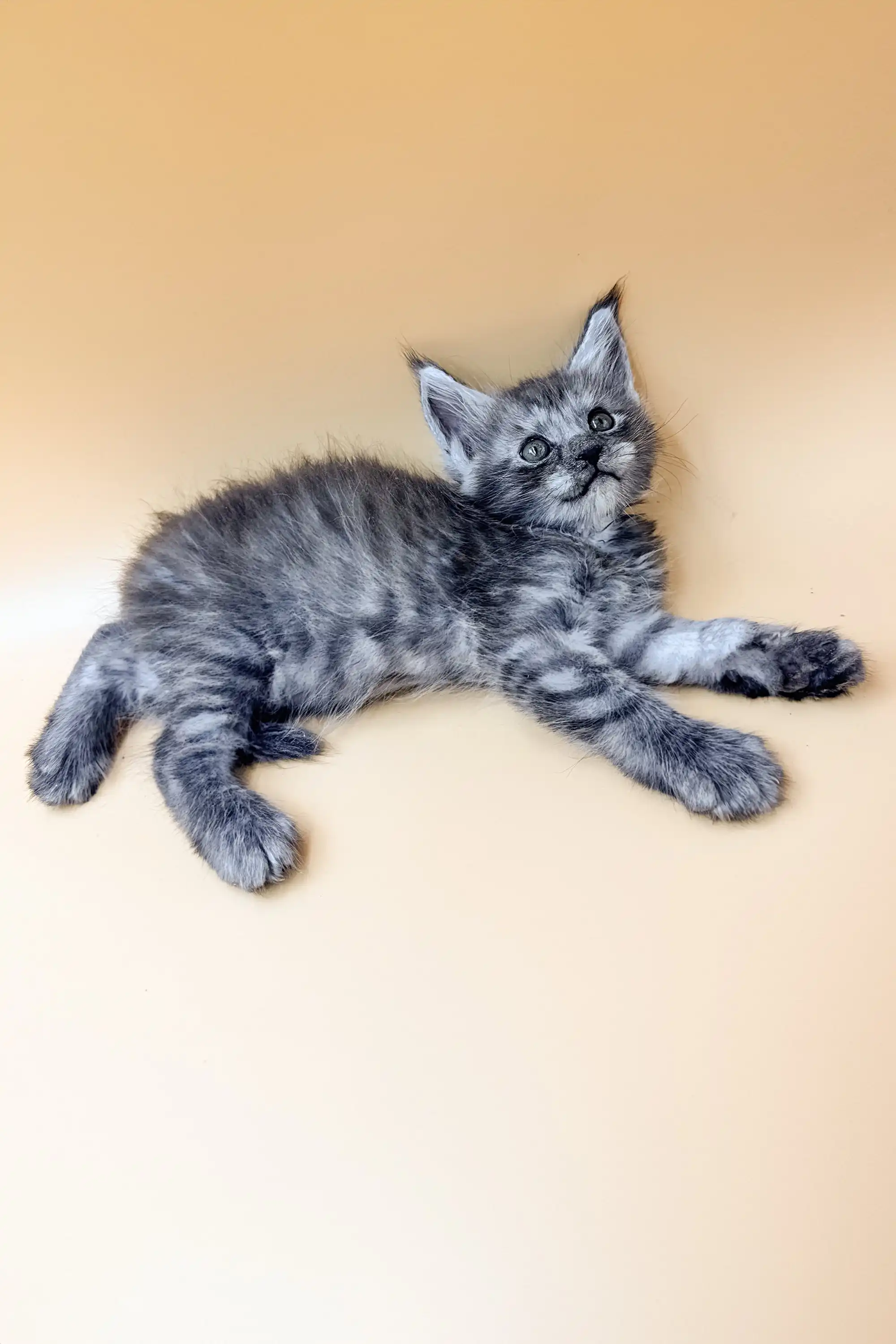 Dekster | Maine Coon Kitten - Image 5