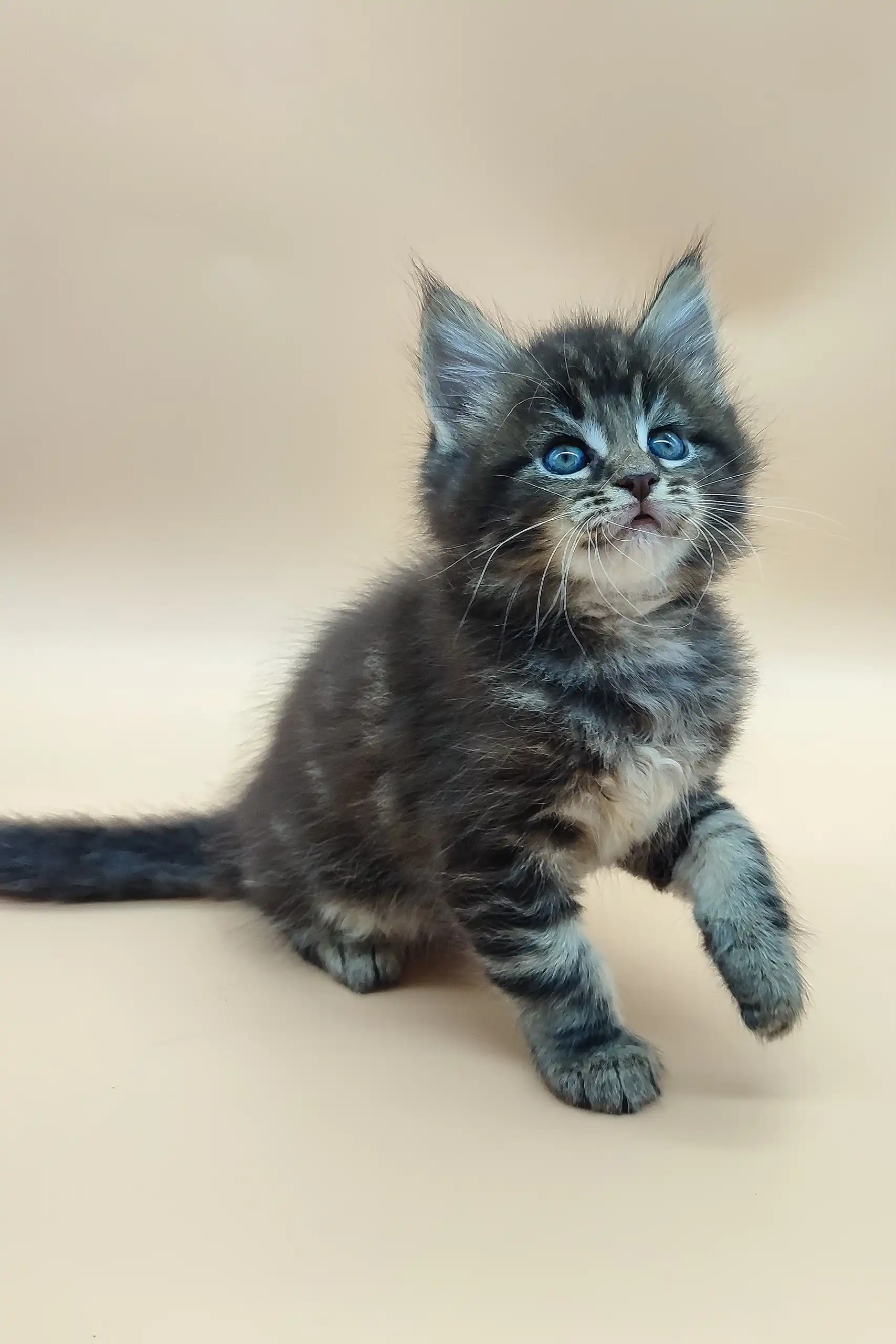 Delan | Maine Coon Kitten - Image 4