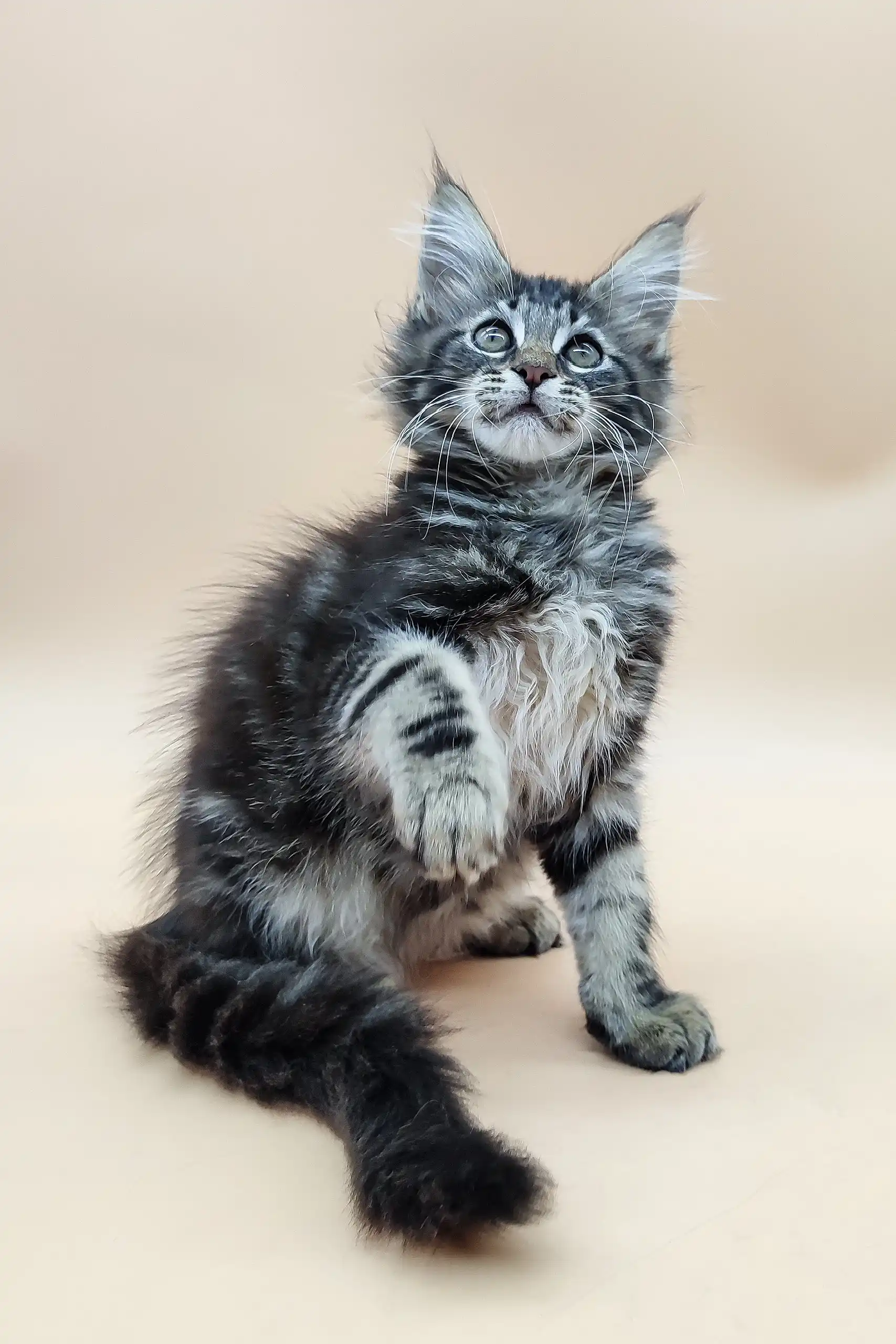 Den | Maine Coon Kitten - Image 4