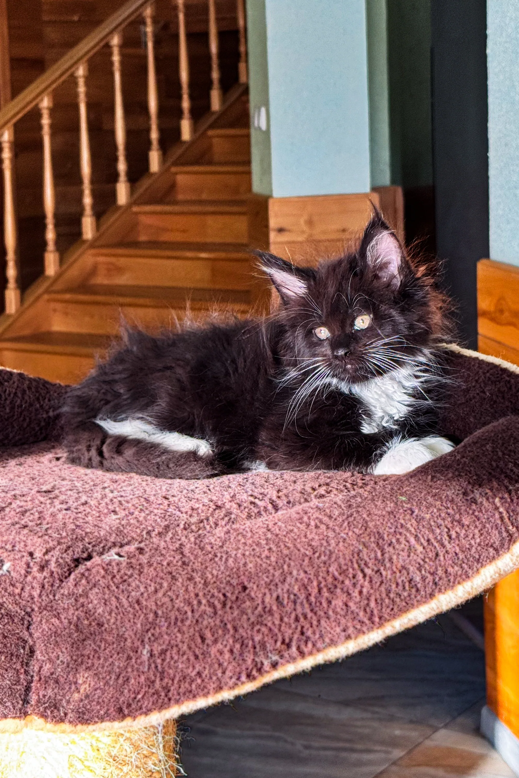 Den | Maine Coon Kitten - Image 2