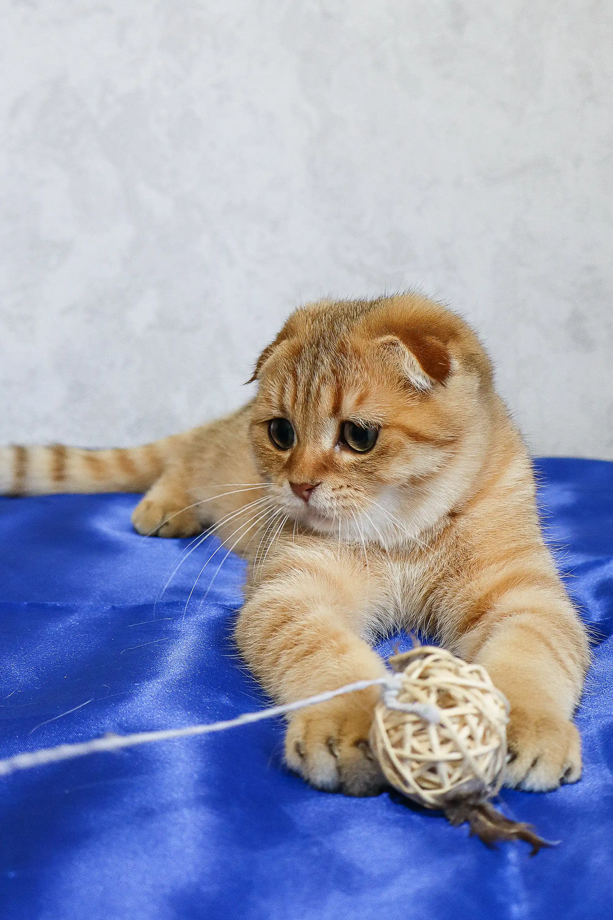 Deniel | Scottish Fold Kitten - Image 3