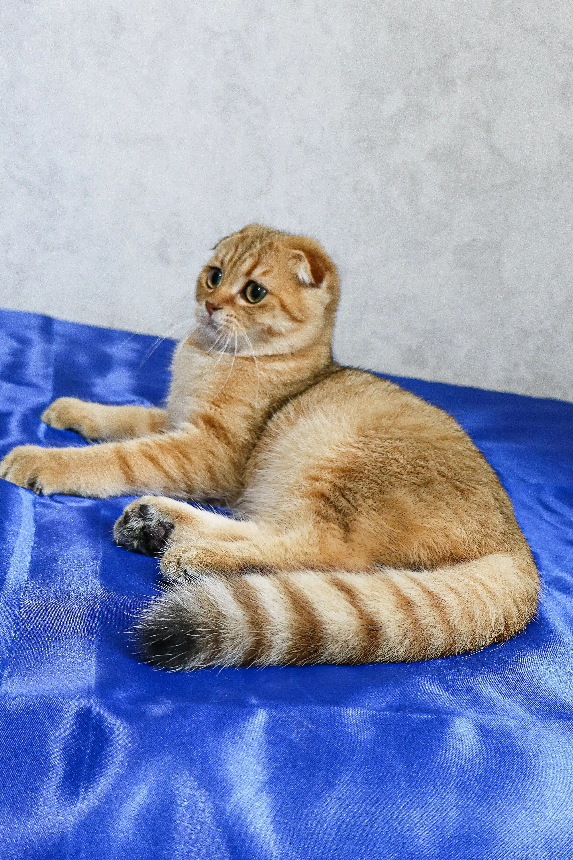 Deniel | Scottish Fold Kitten - Image 5