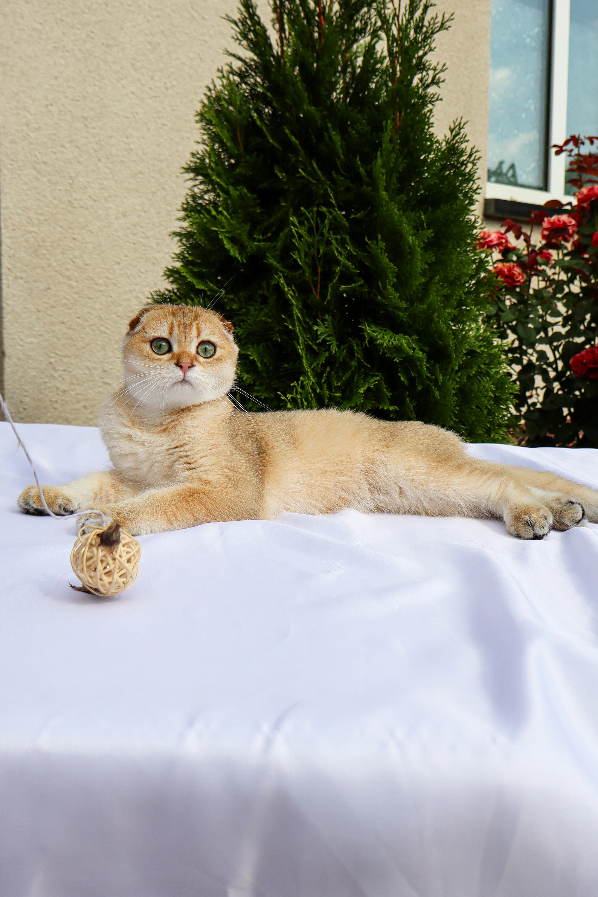 Denise | Scottish Fold Kitten - Image 7