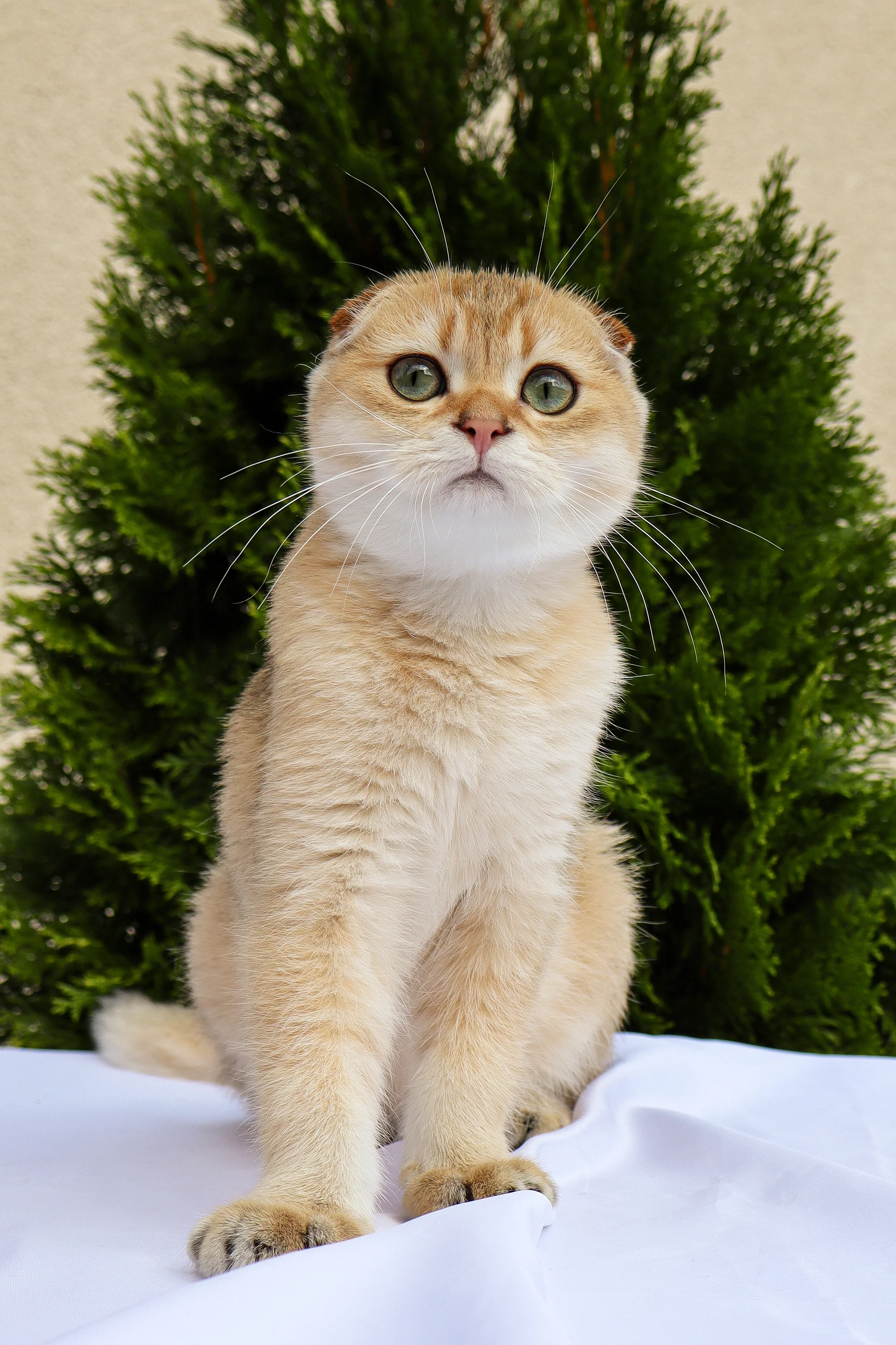 Denise | Scottish Fold Kitten - Image 9