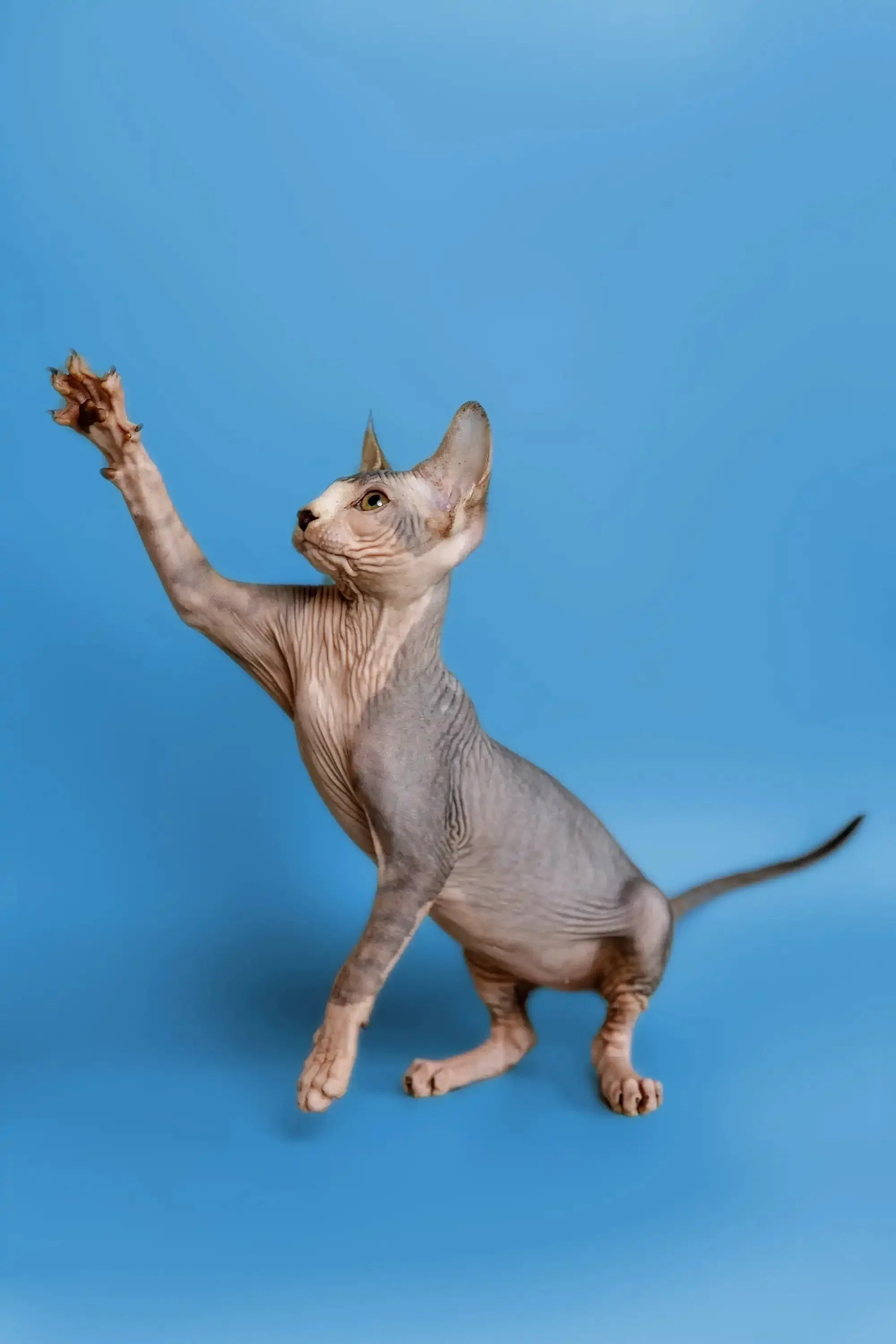 Denny | Sphynx Kitten - Image 17