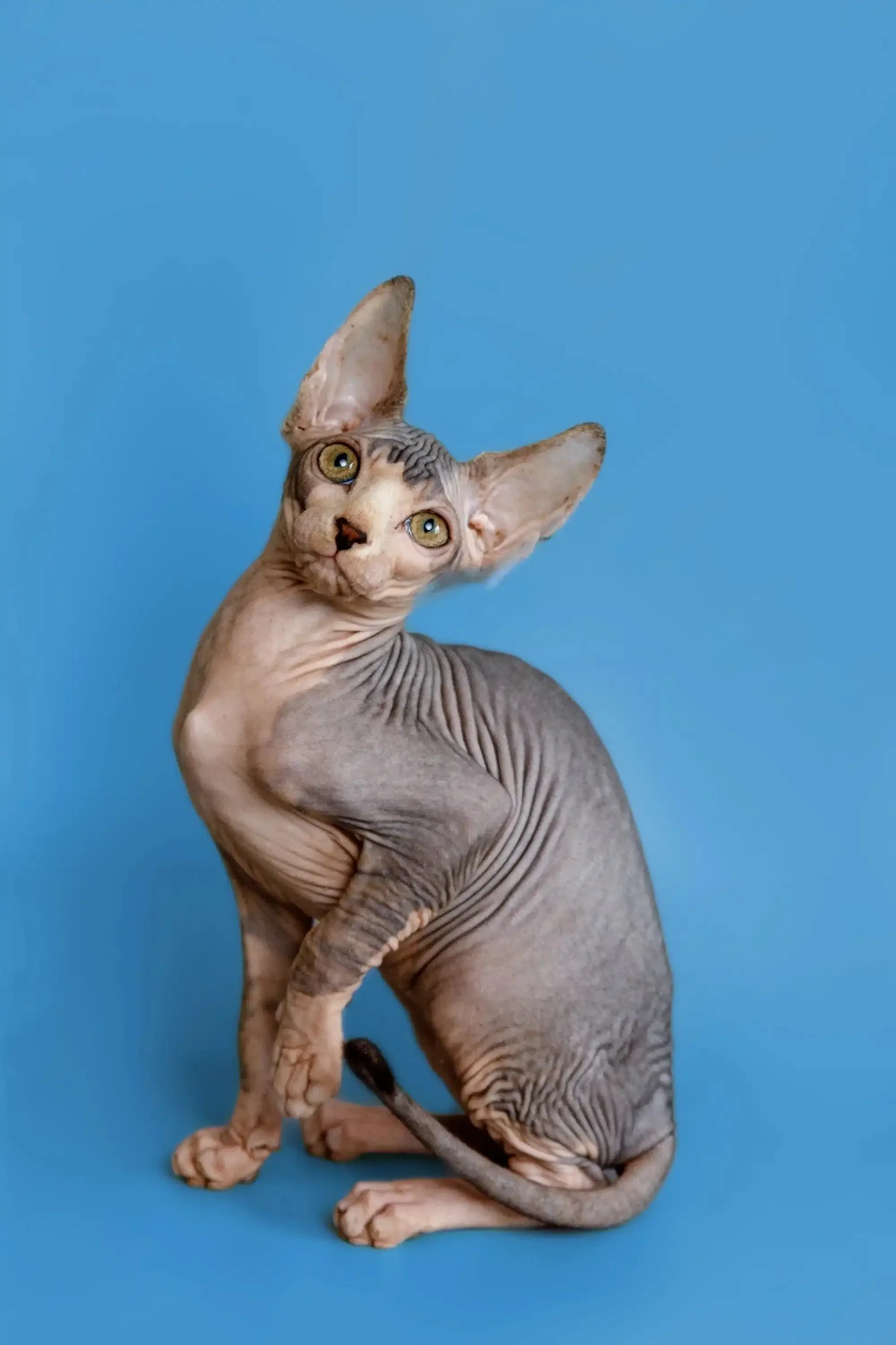 Denny | Sphynx Kitten - Image 18