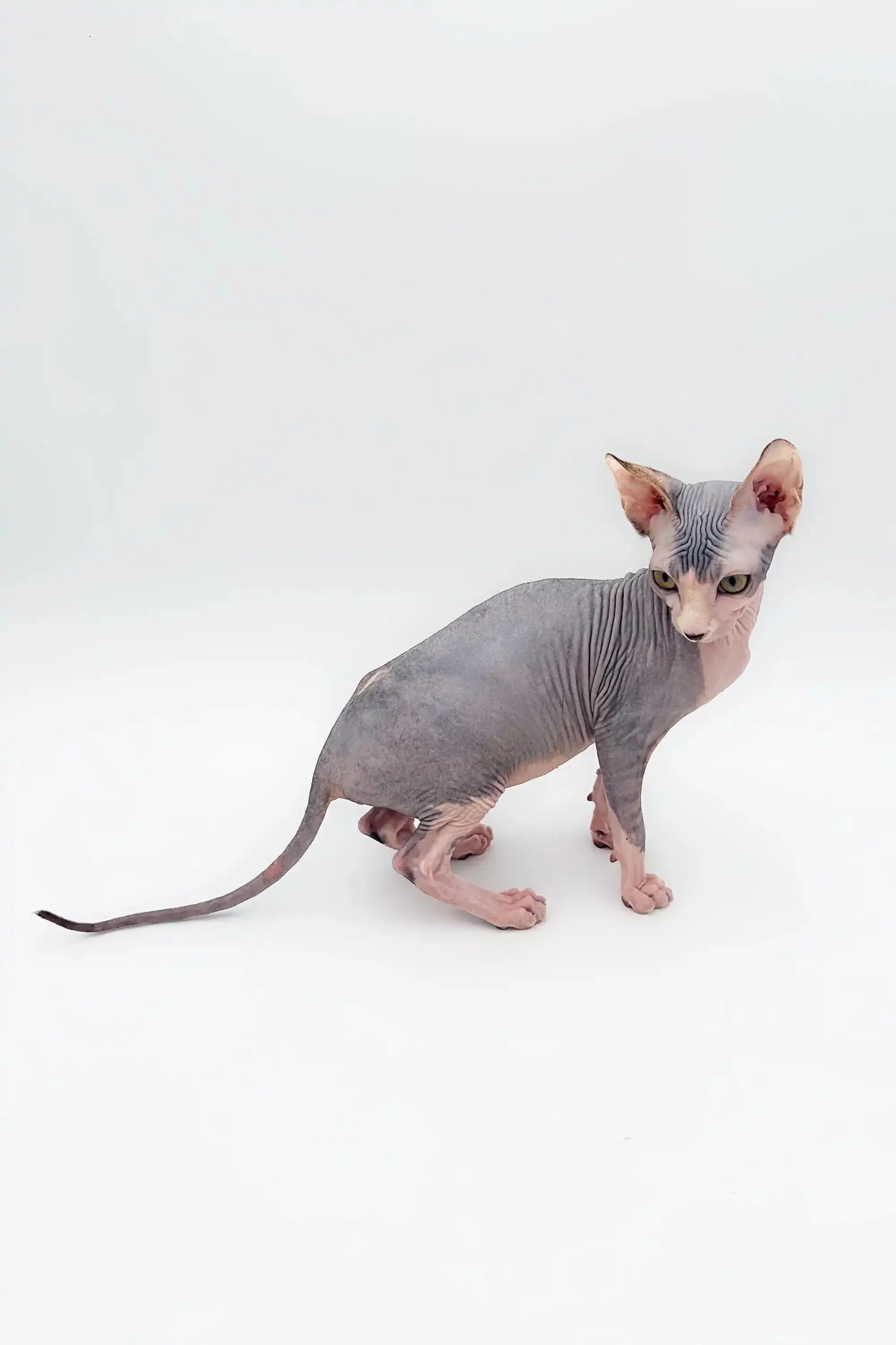 Denny | Sphynx Kitten - Image 3