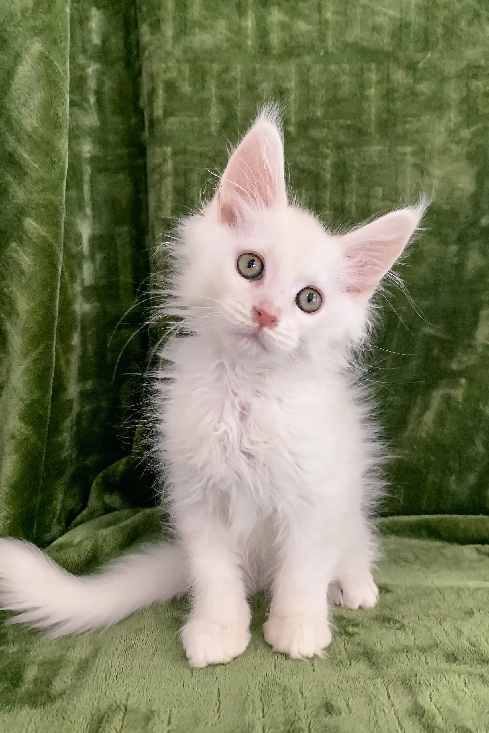Denton | Maine Coon Kitten - Image 3
