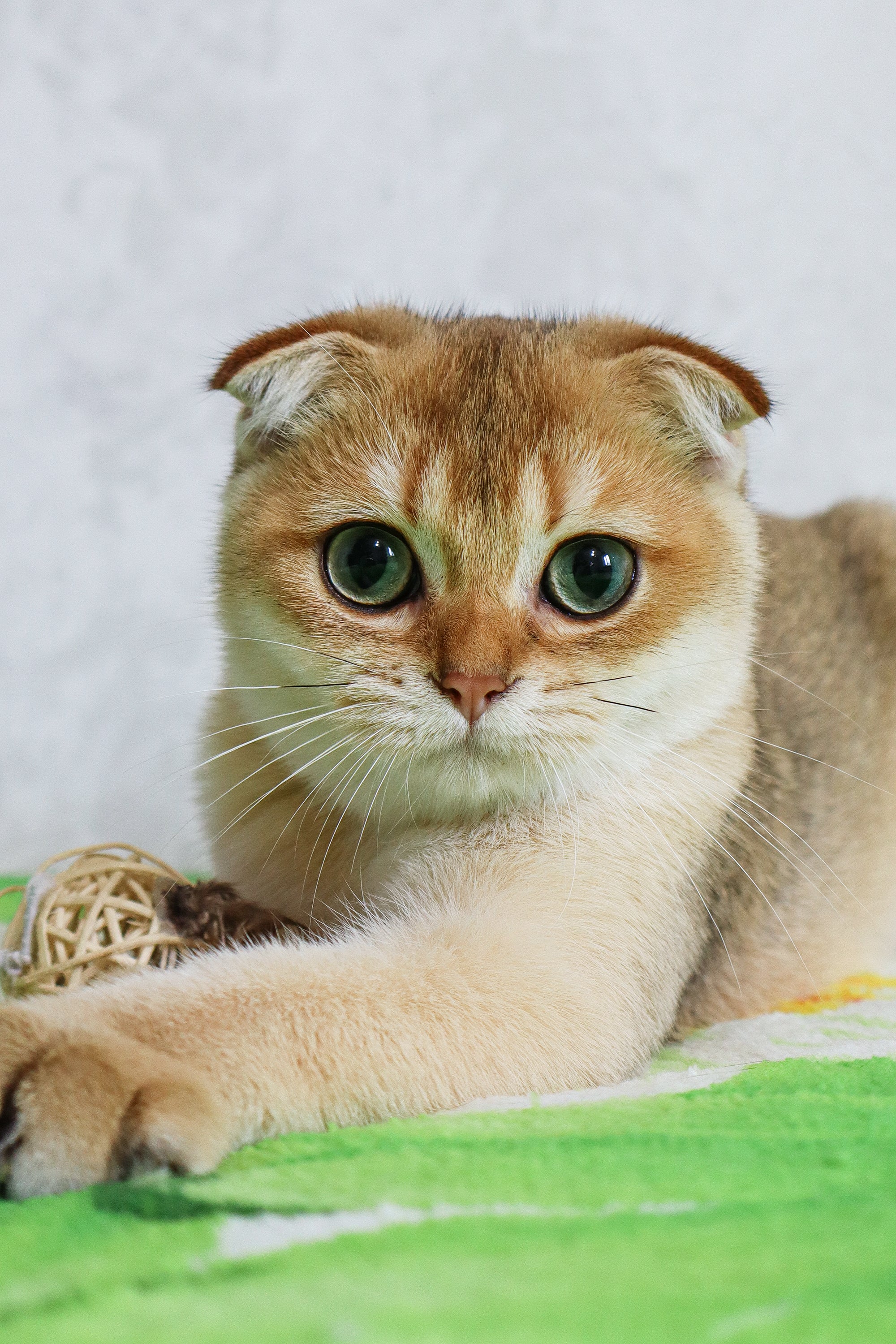 Denya | Scottish Fold Kitten - Image 2