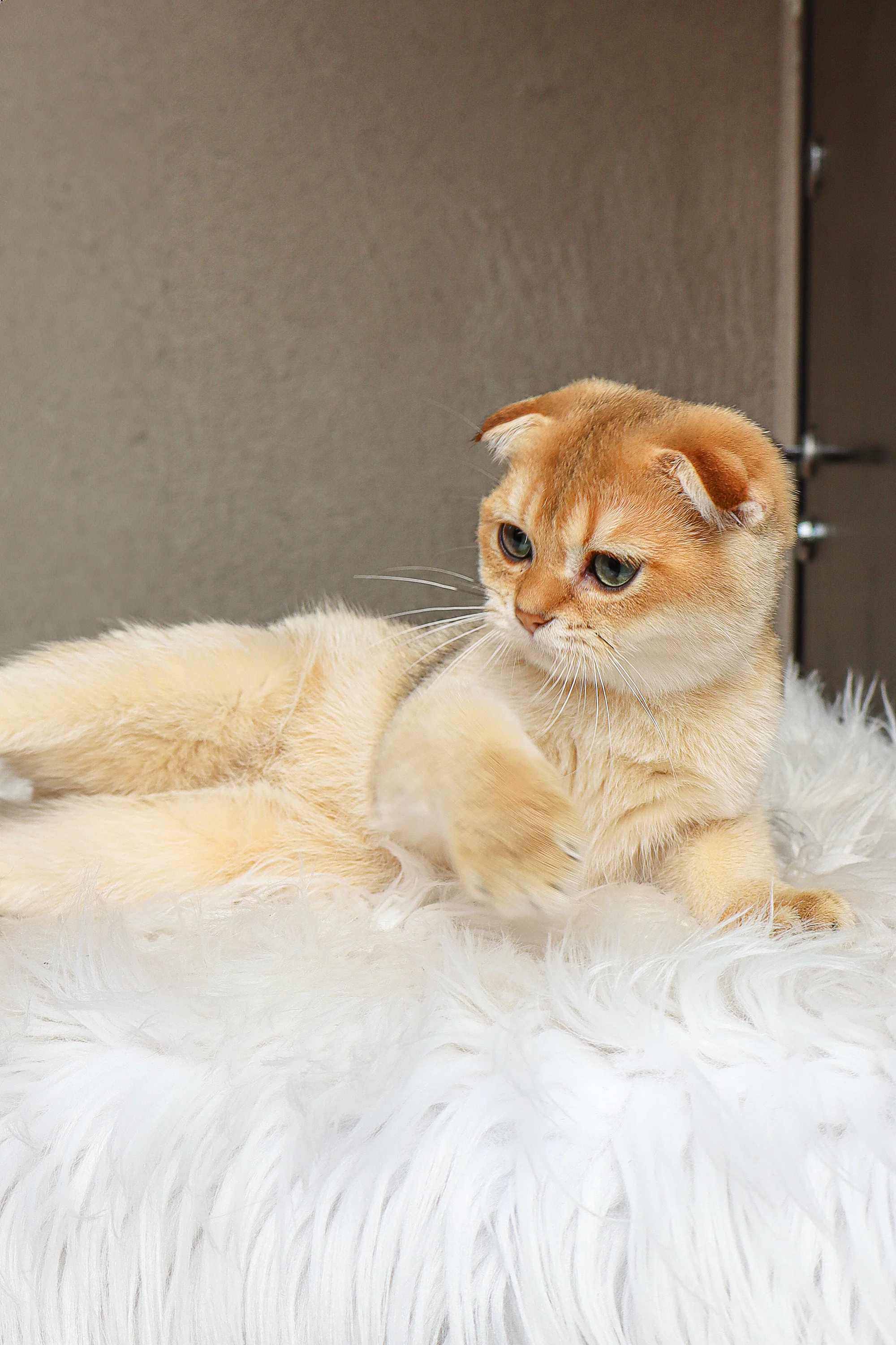 Denya | Scottish Fold Kitten - Image 3