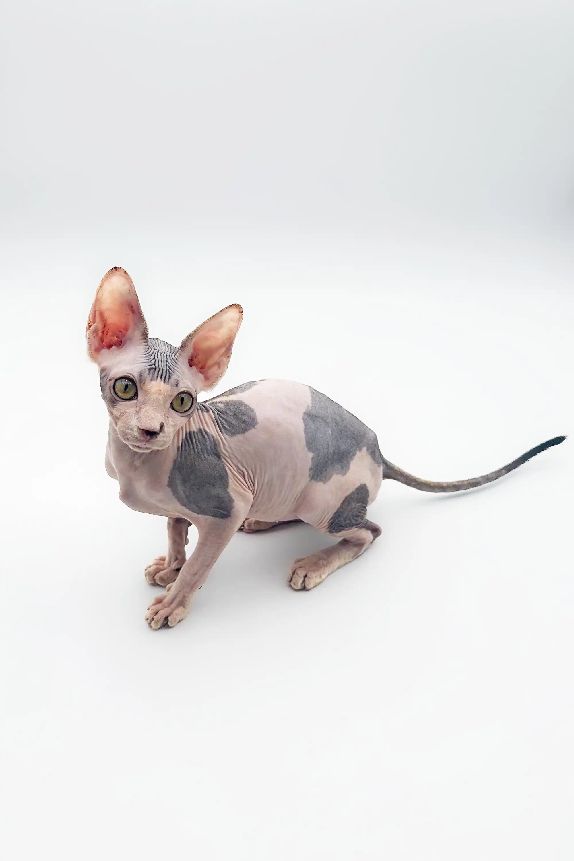 Derek| Sphynx Kitten - Image 2