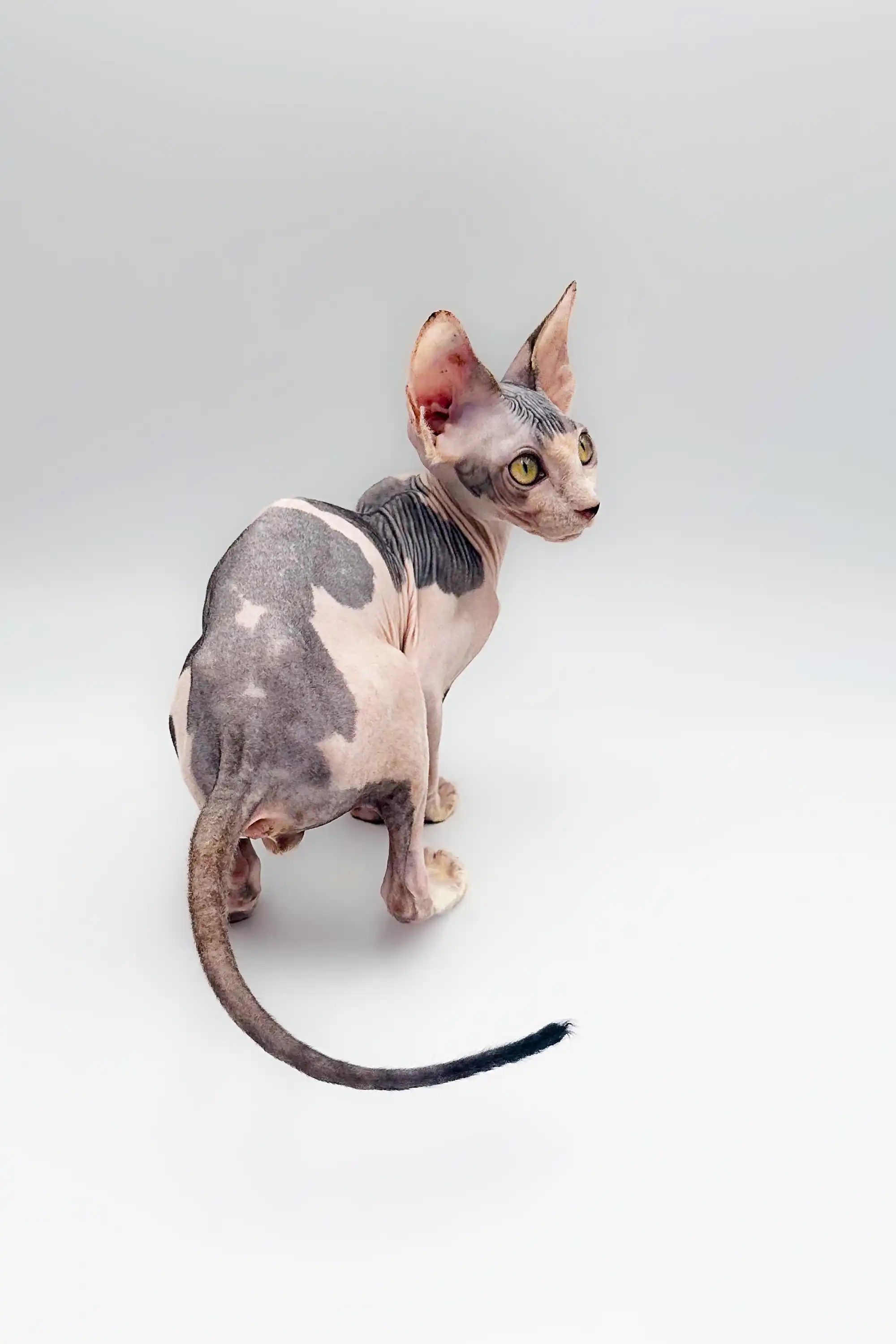 Derek| Sphynx Kitten - Image 8