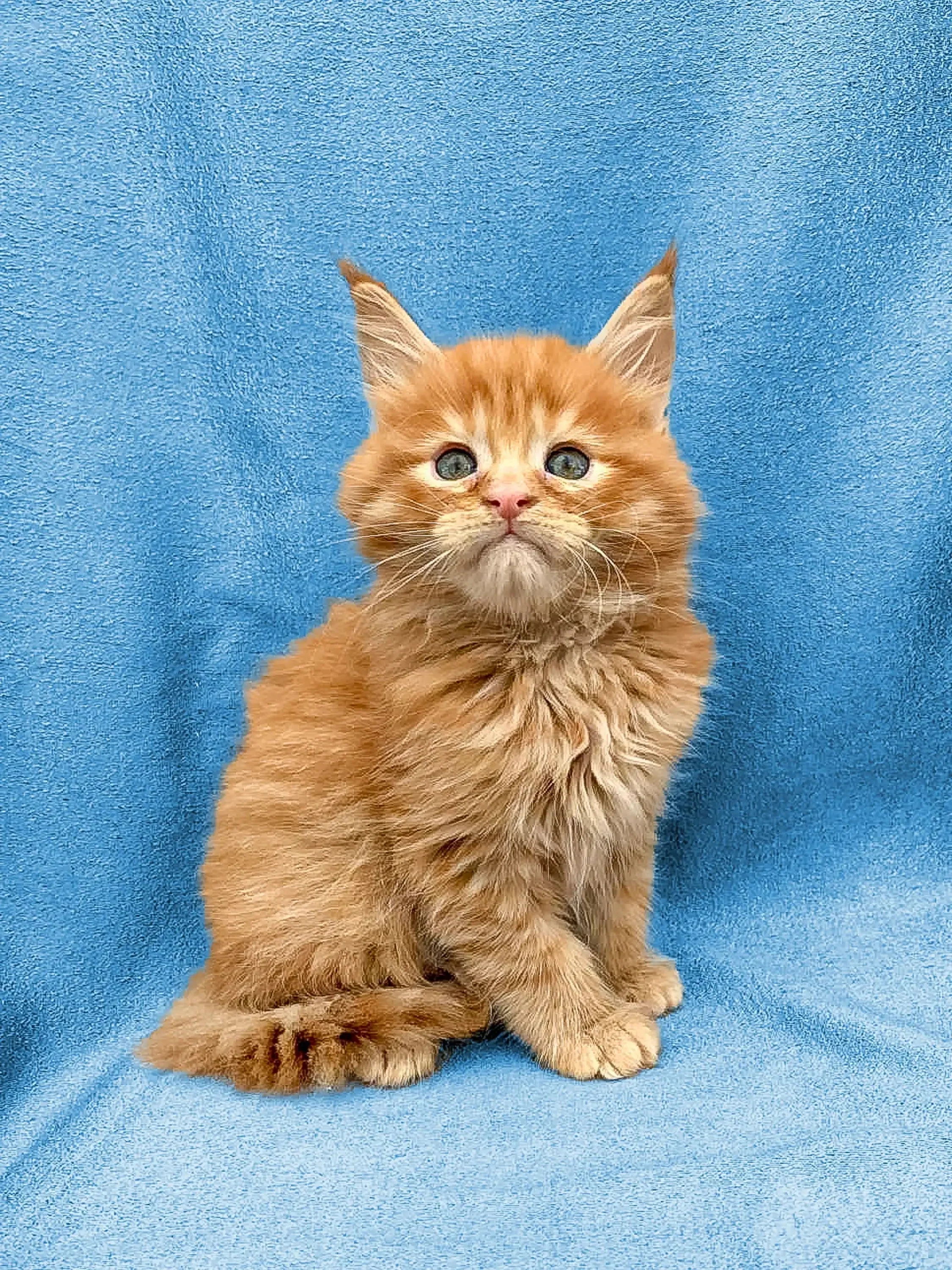 Devon | Maine Coon Kitten - Image 4