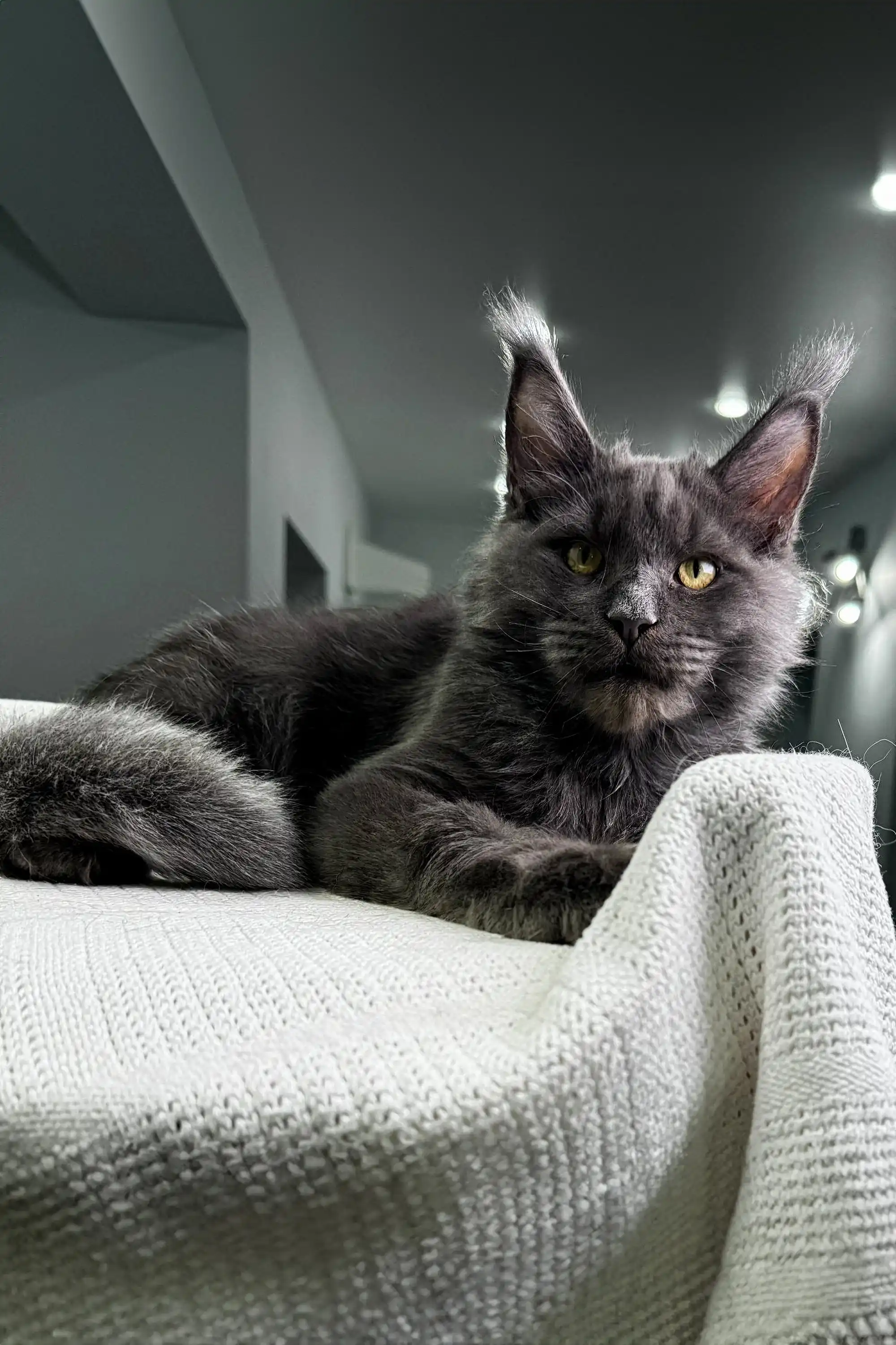 Diamond | Maine Coon Kitten - Image 4