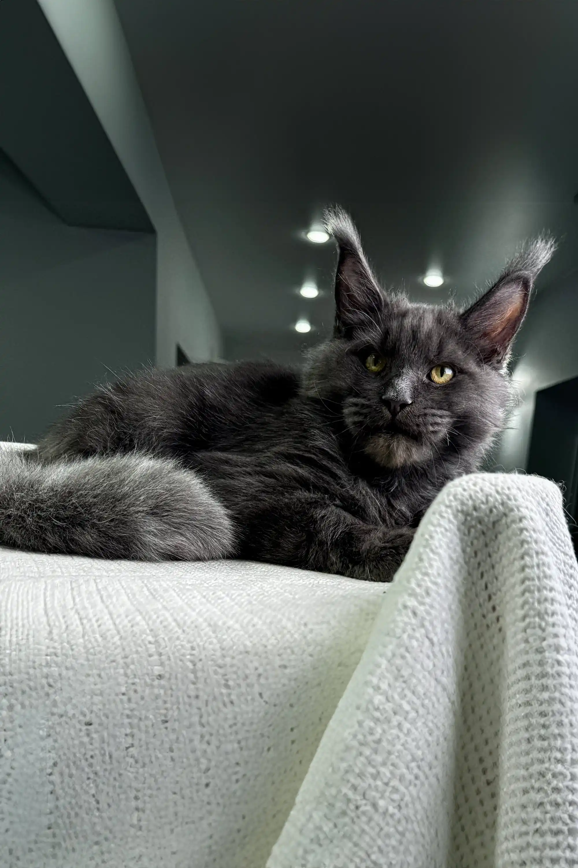 Diamond | Maine Coon Kitten - Image 9