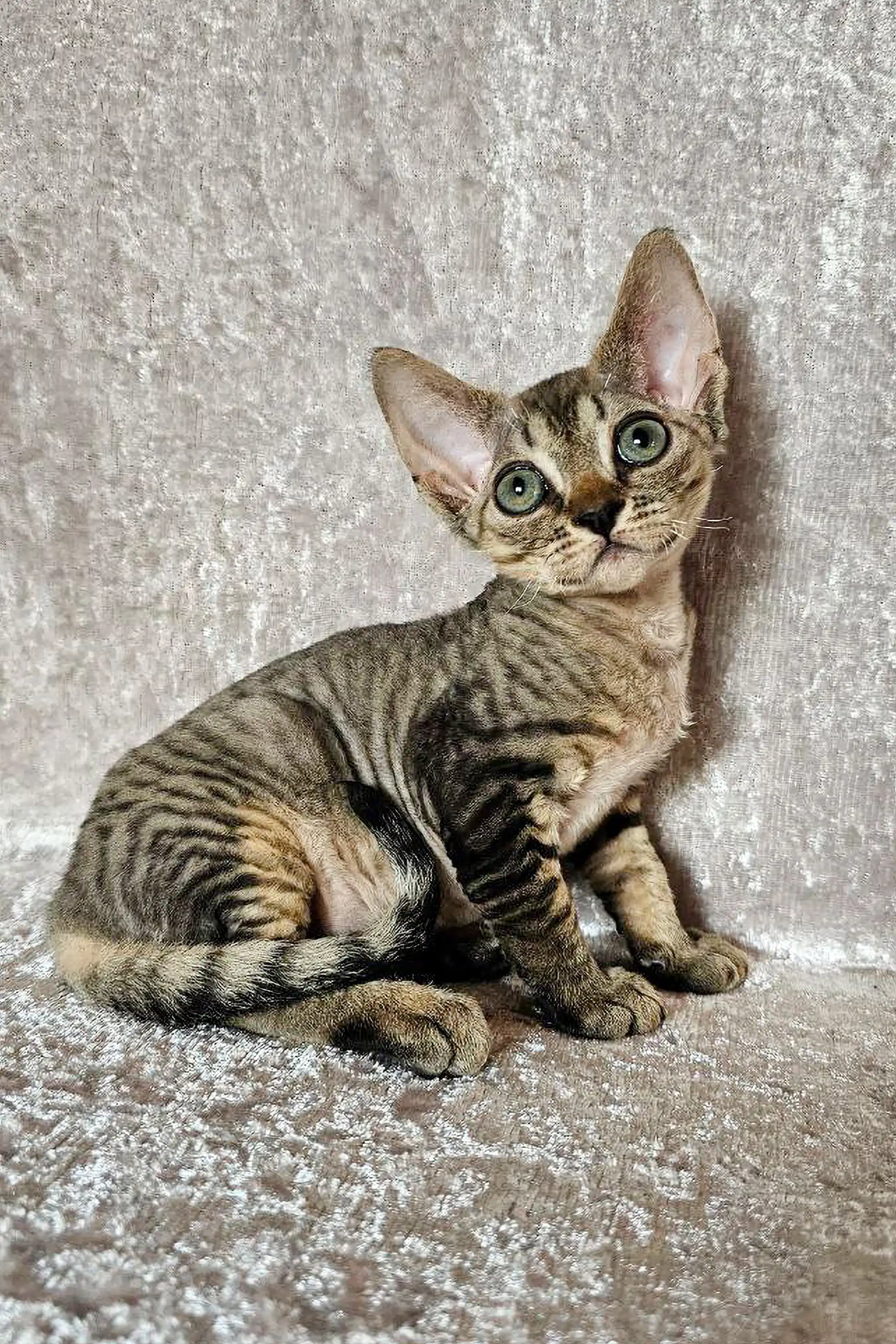 Diana | Devon Rex Kitten - Image 15