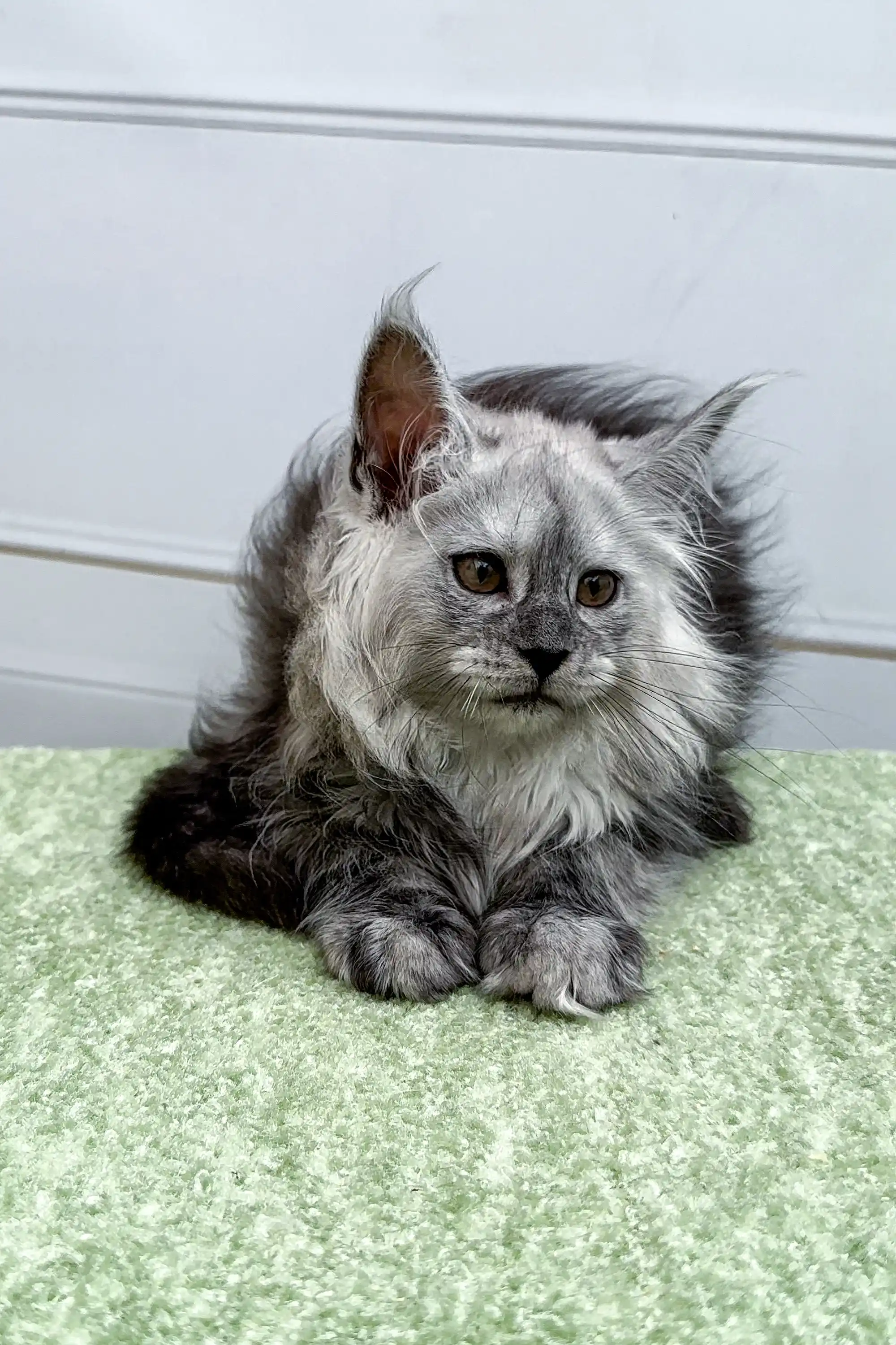 Diana | Maine Coon Kitten - Image 3