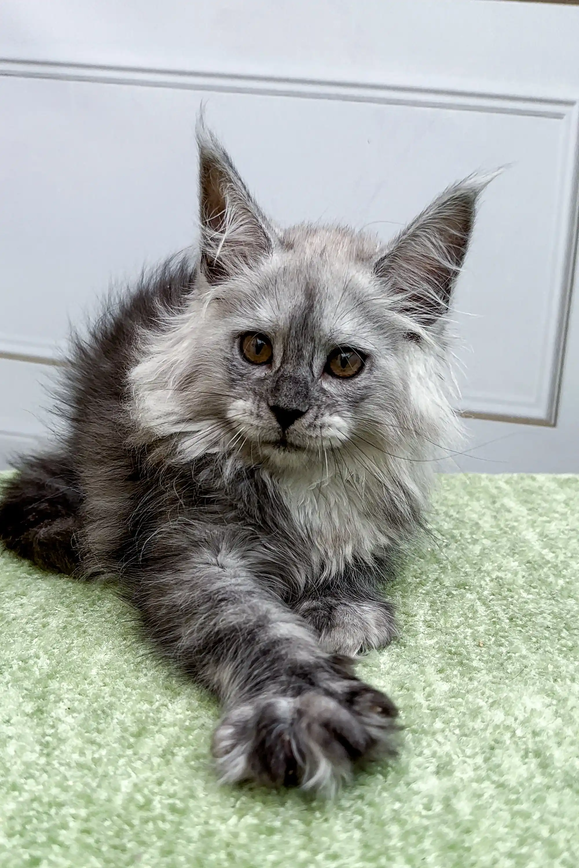 Diana | Maine Coon Kitten - Image 4