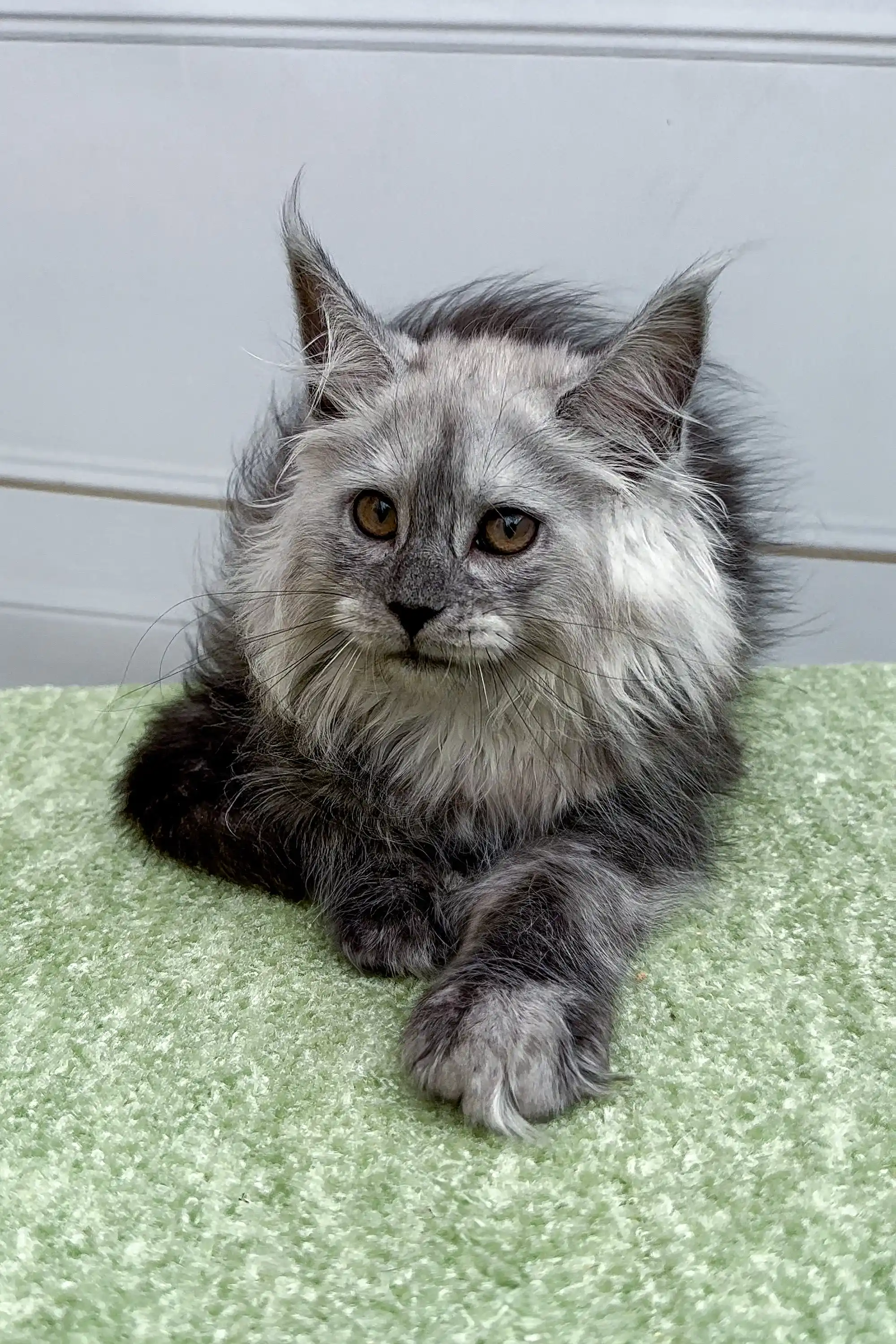 Diana | Maine Coon Kitten - Image 7