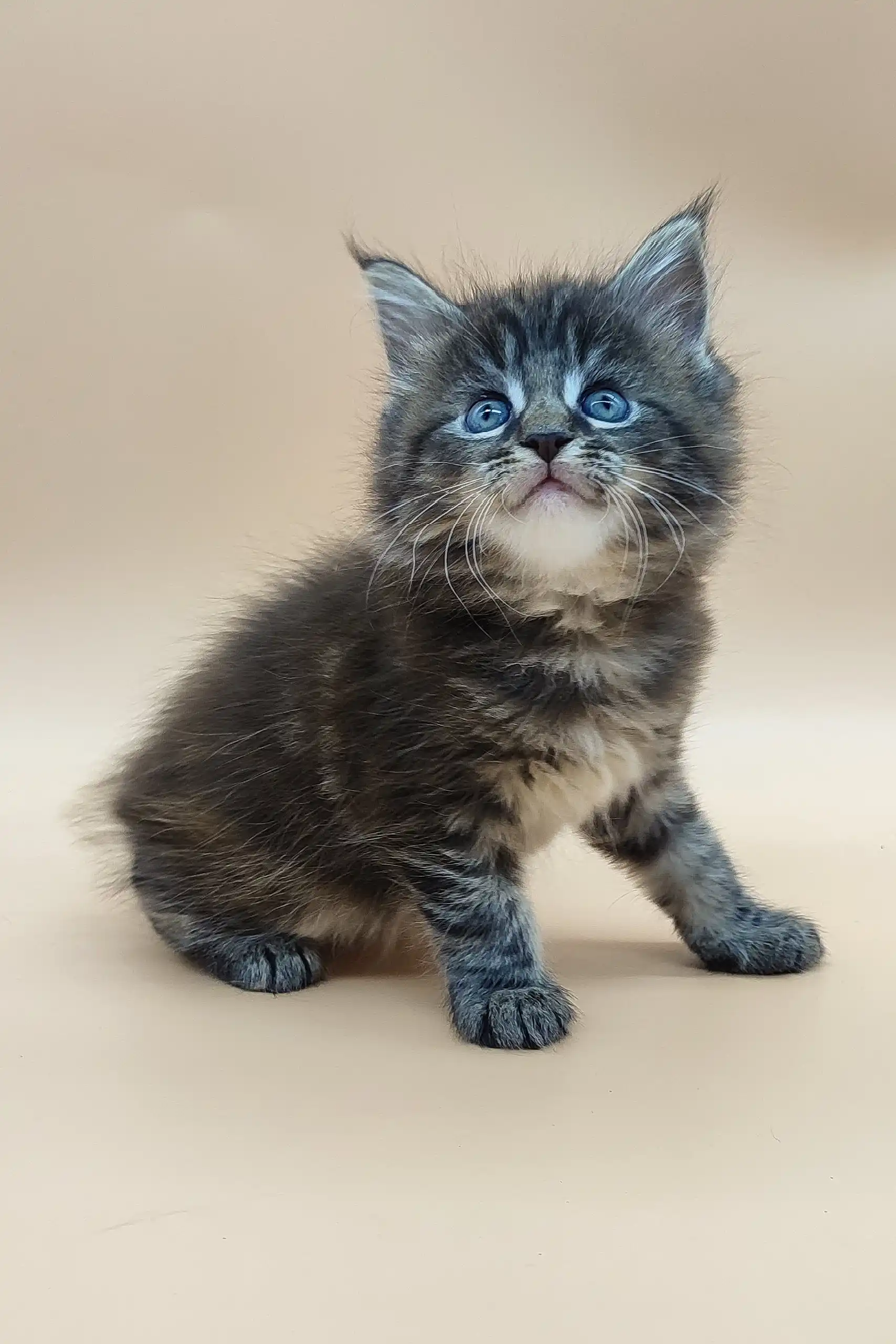 Diana | Maine Coon Kitten - Image 4