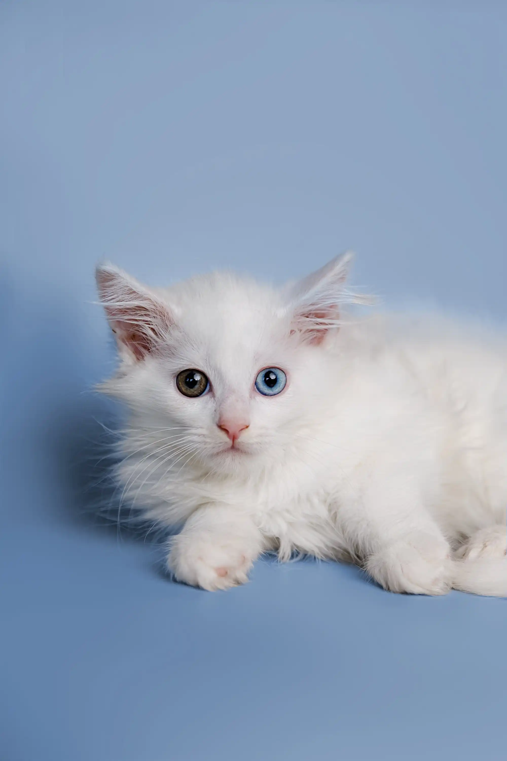 Diana | Maine Coon Kitten - Image 8