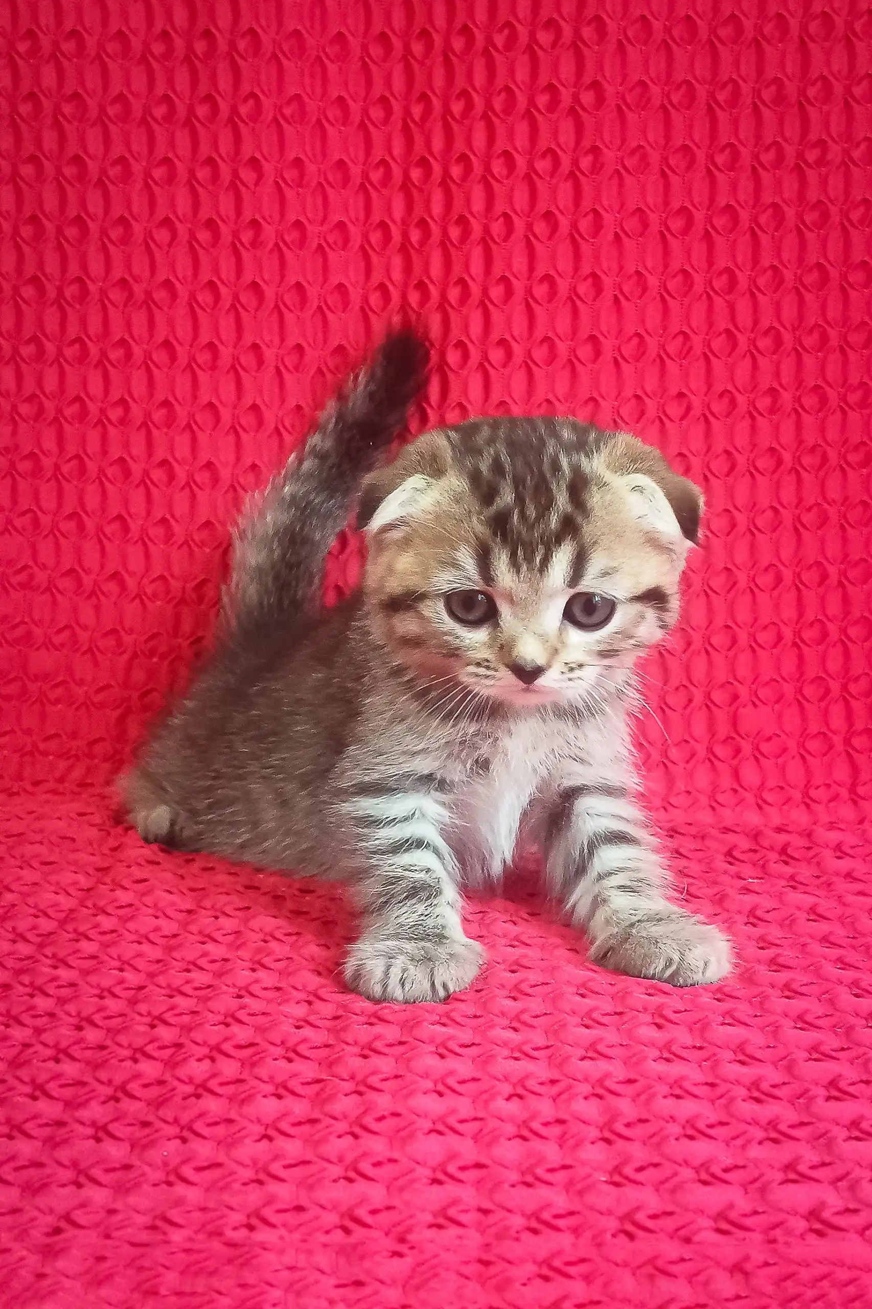 Djus | Scottish Fold Kitten - Image 3
