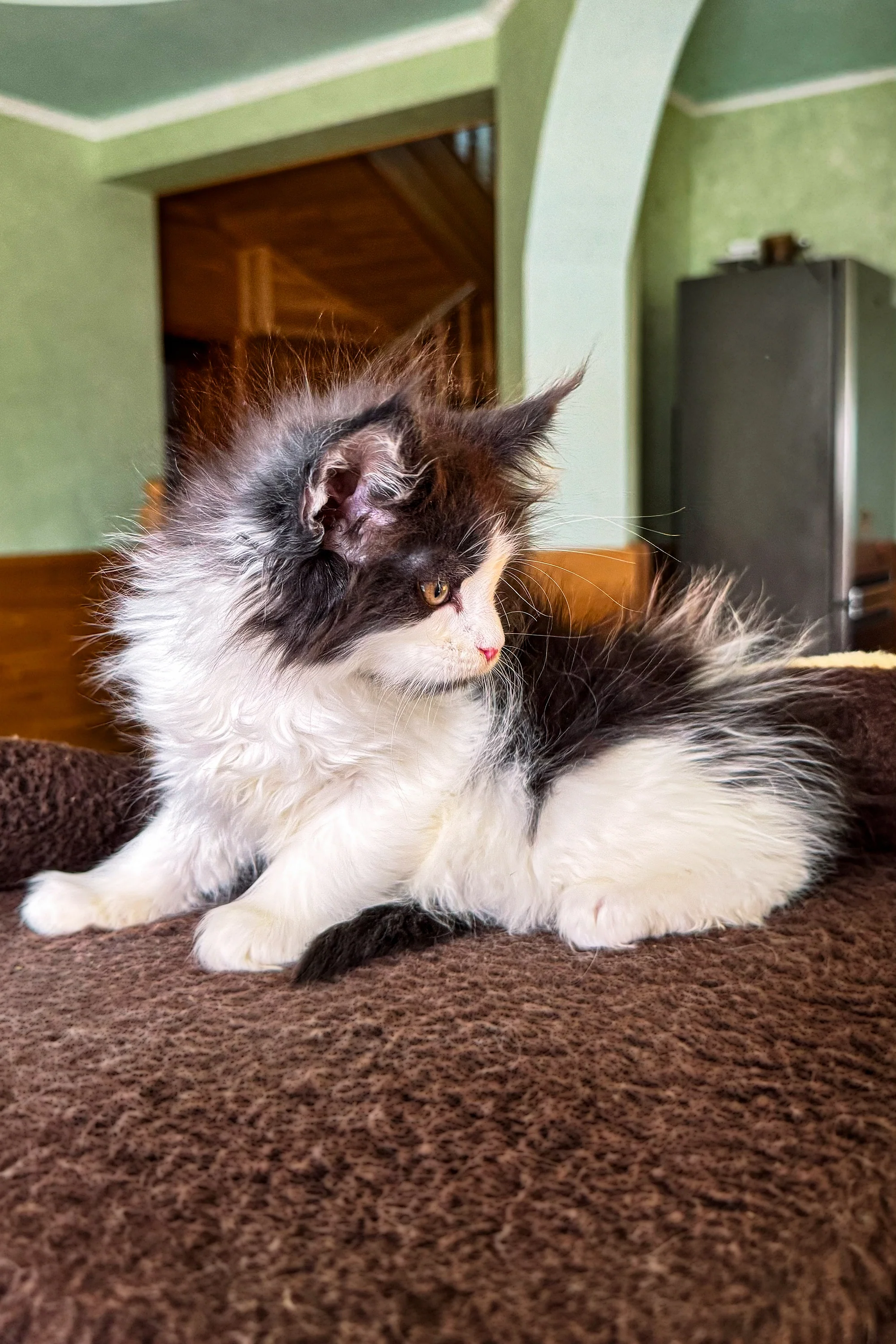 Dominic | Maine Coon Kitten - Image 10