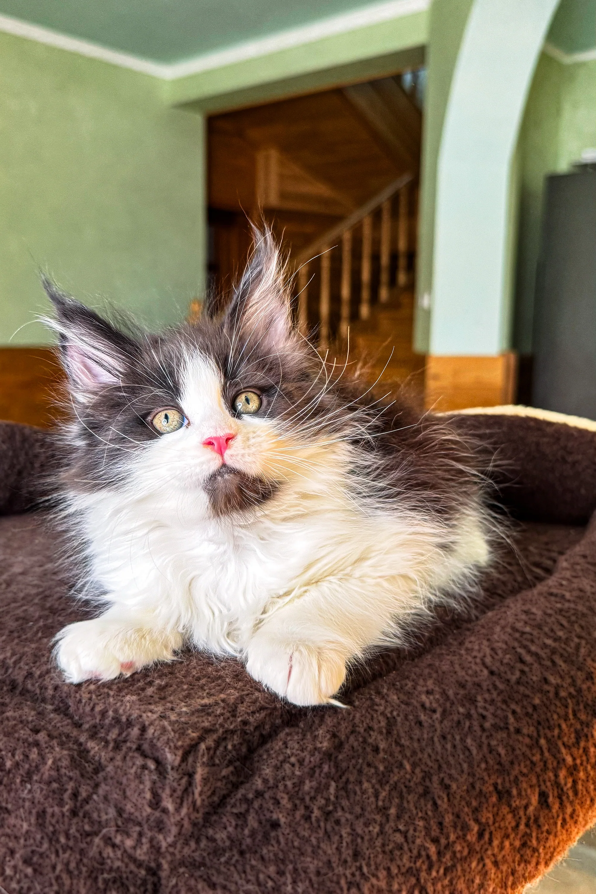 Dominic | Maine Coon Kitten - Image 6